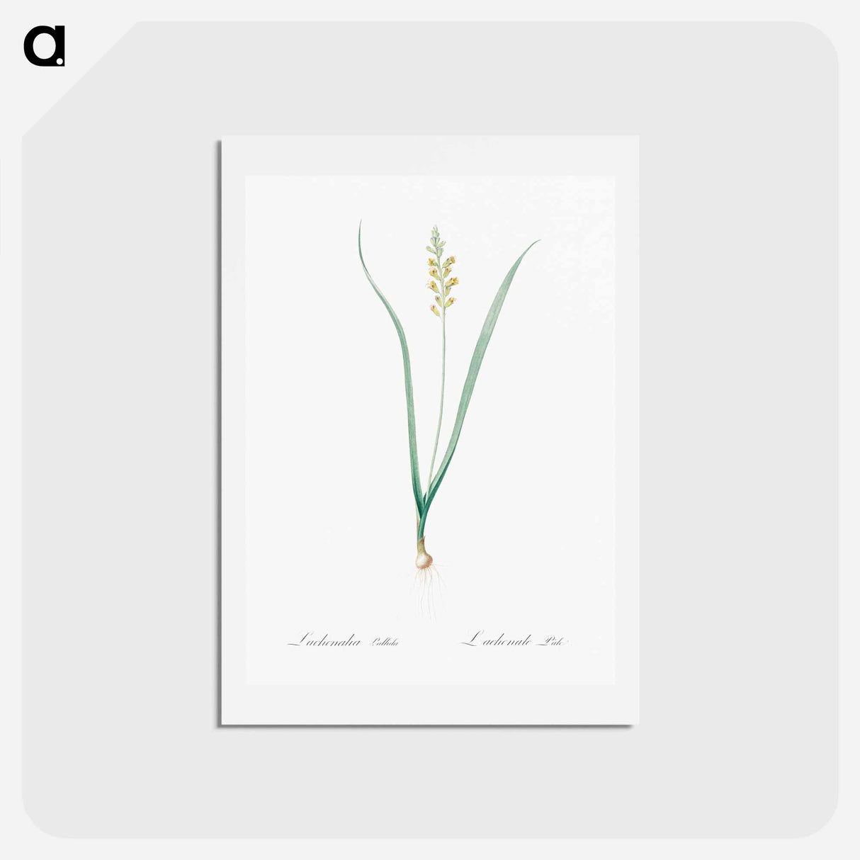 アートポストカード-Lachenalia pallida - ピエール ジョゼフ ルドゥーテ Postcard.