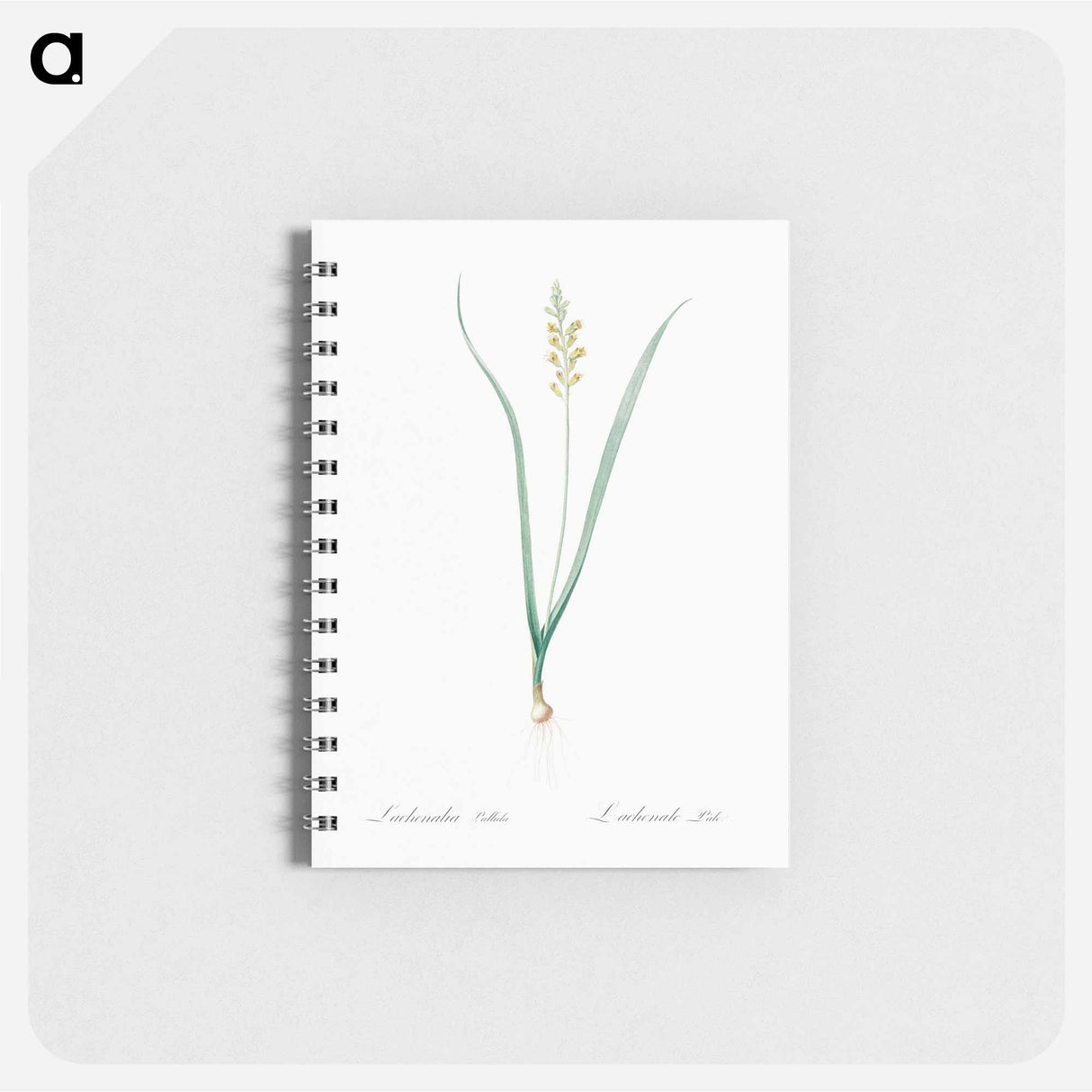 Lachenalia pallida - ピエール ジョゼフ ルドゥーテ Memo.