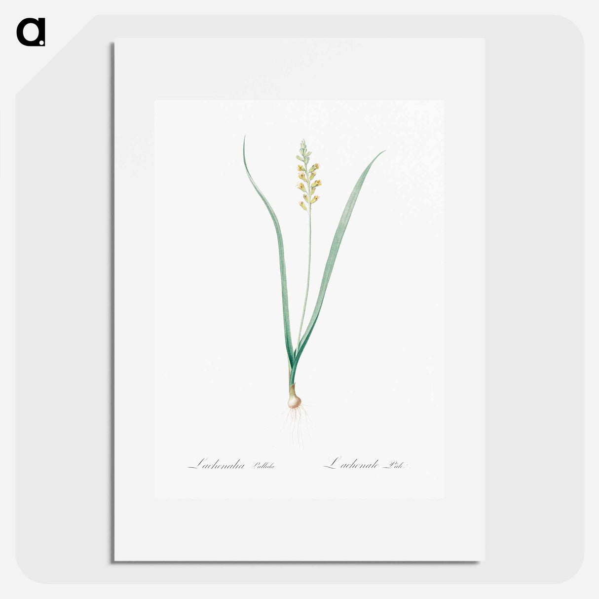 Lachenalia pallida - Pierre Joseph Redouté Poster.
