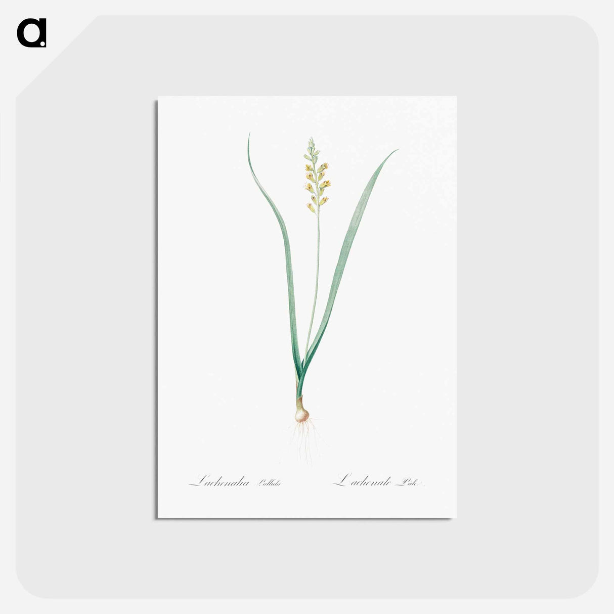 アートポストカード-Lachenalia pallida - ピエール ジョゼフ ルドゥーテ Postcard.