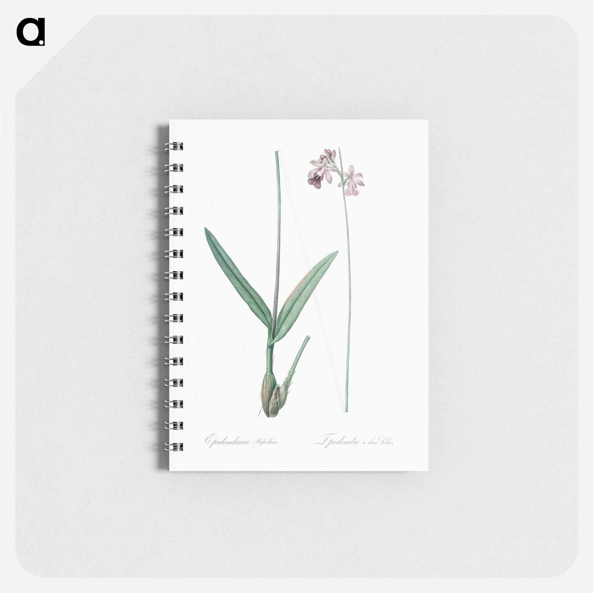 Epidendrum bifidum illustration - ピエール ジョゼフ ルドゥーテ Memo.