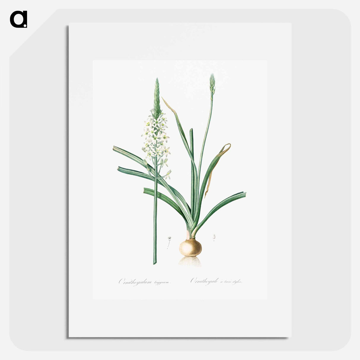 Narbonne Star-of-Bethlehem - Pierre-Joseph Redouté Poster.