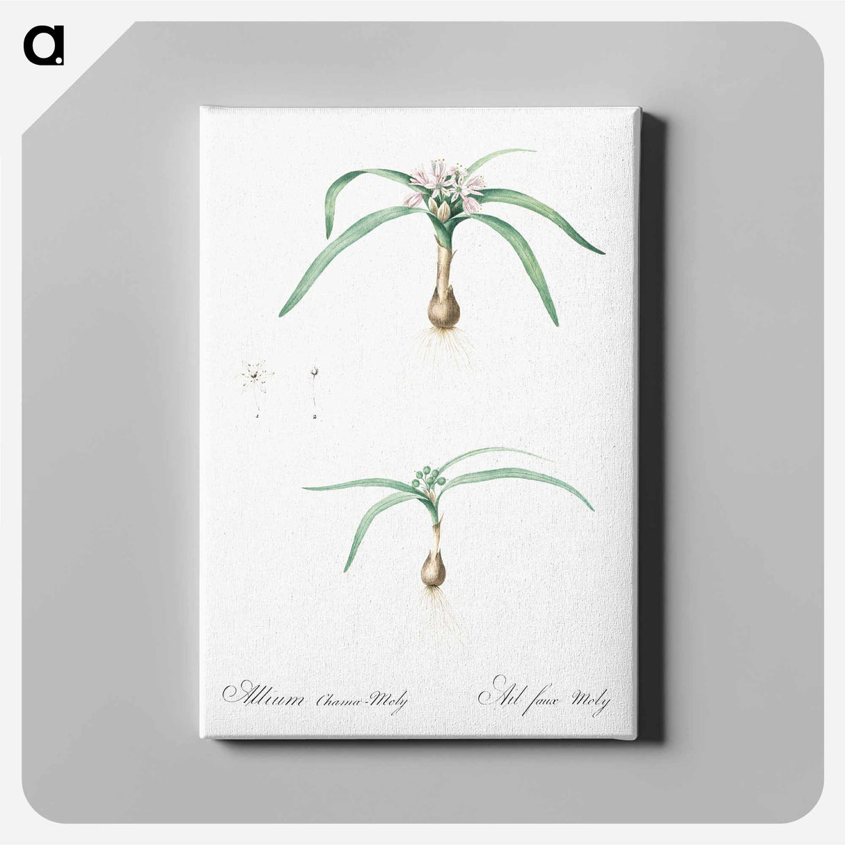 アートパネル-Dwarf garlic illustration - ピエール ジョゼフ ルドゥーテ Canvas.