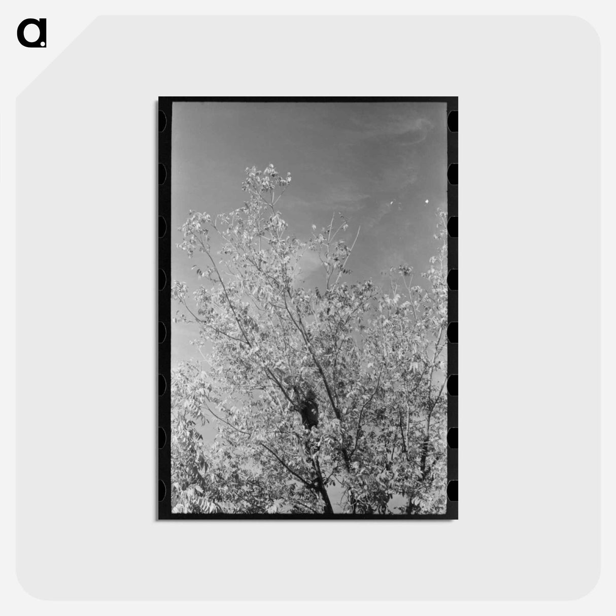 アートポストカード-Knocking Pecans Out of Tree
- ラッセル リー Postcard.