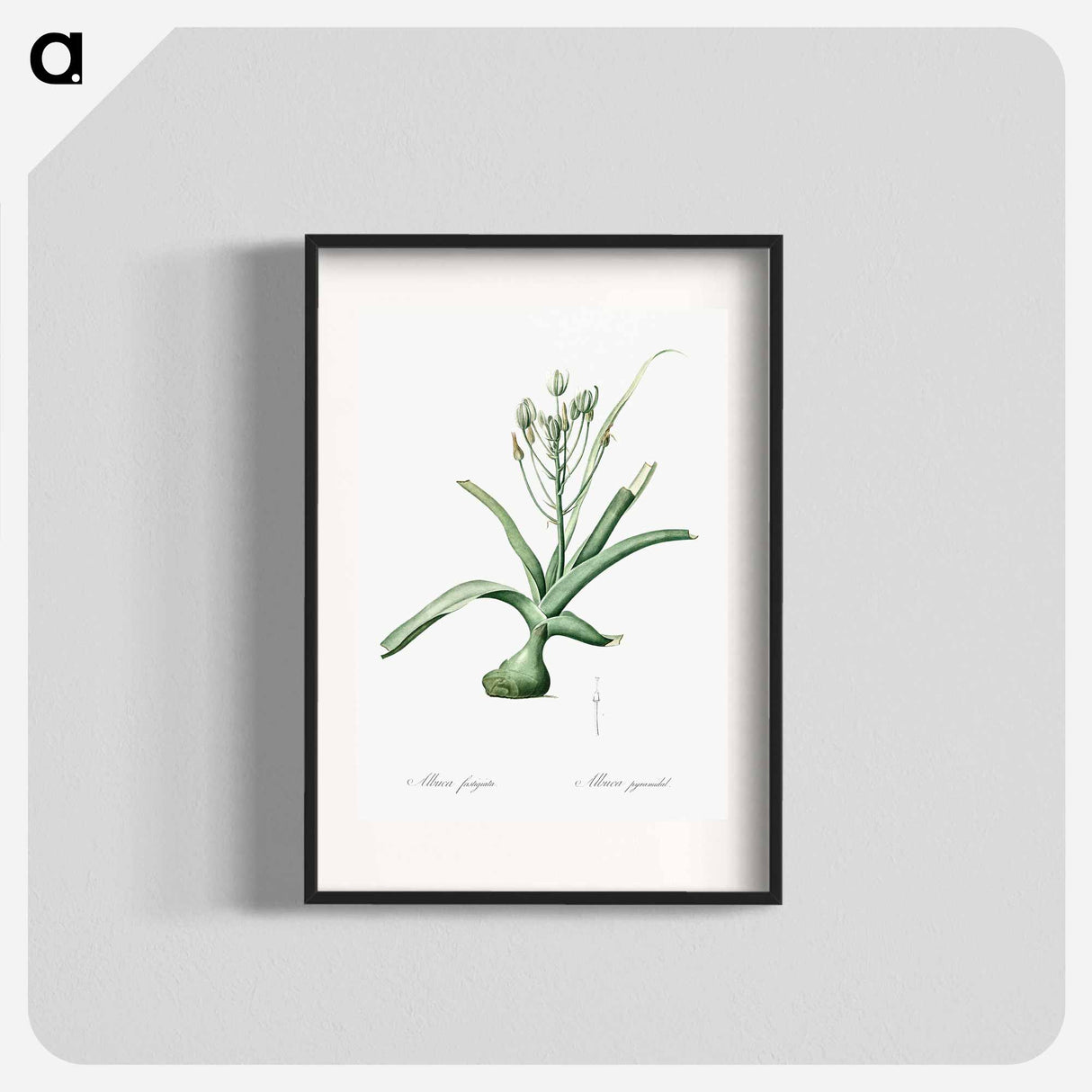 Slime lily illustration - Pierre Joseph Redouté Poster.