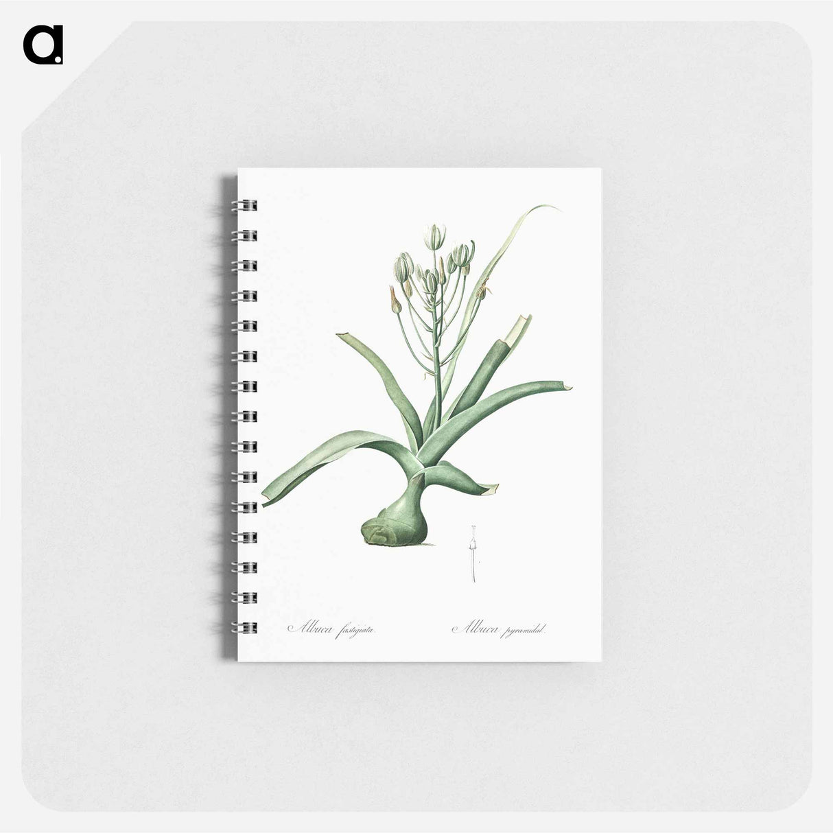 Slime lily illustration - ピエール ジョゼフ ルドゥーテ Memo.