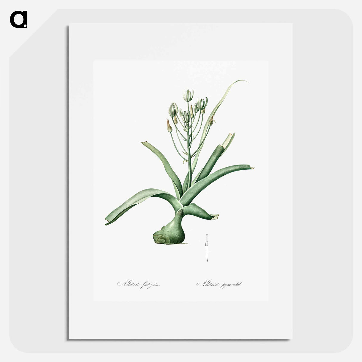 Slime lily illustration - Pierre Joseph Redouté Poster.