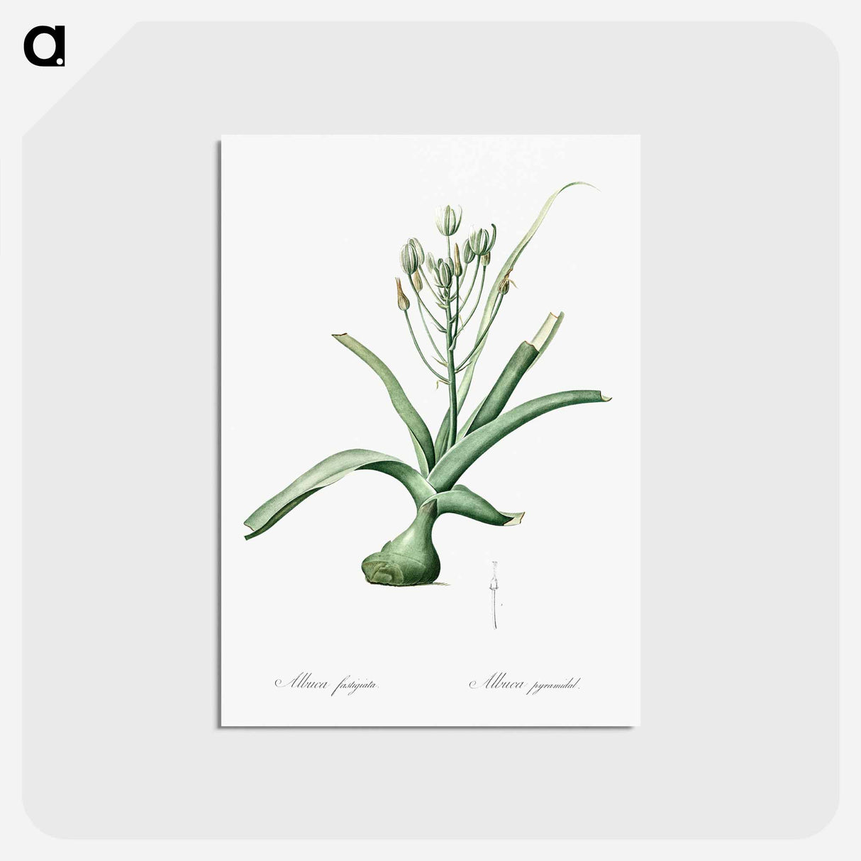 アートポストカード-Slime lily illustration - ピエール ジョゼフ ルドゥーテ Postcard.