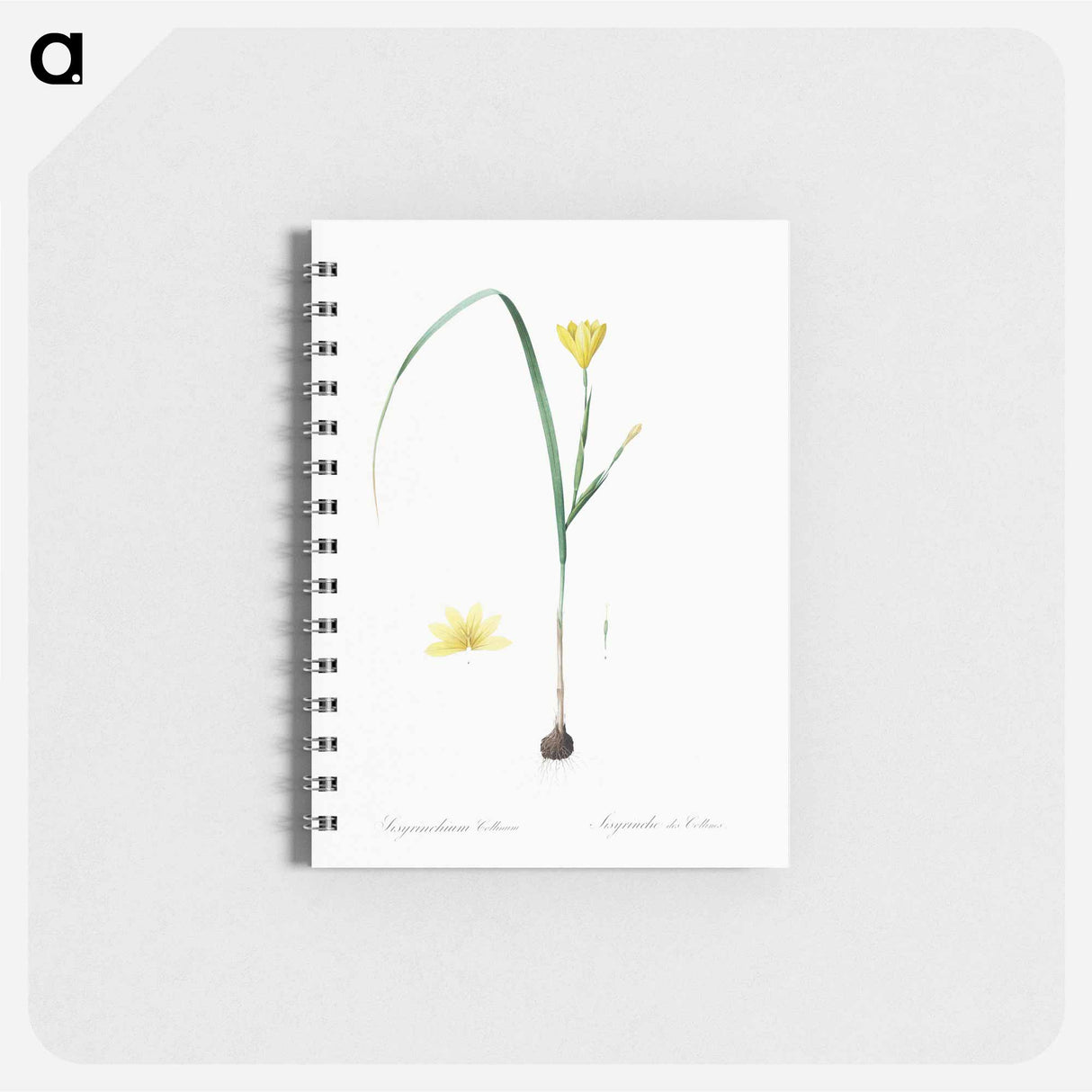 アートメモ帳-Cape tulip illustration - ピエール ジョゼフ ルドゥーテ Memo.