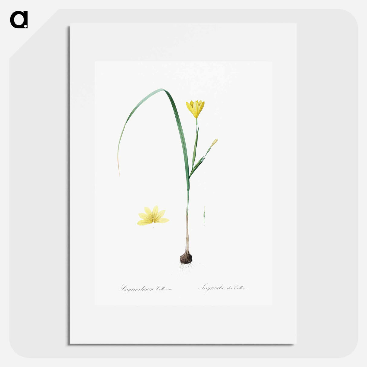 アートポスター-Cape tulip illustration - ピエール ジョゼフ ルドゥーテ Poster.