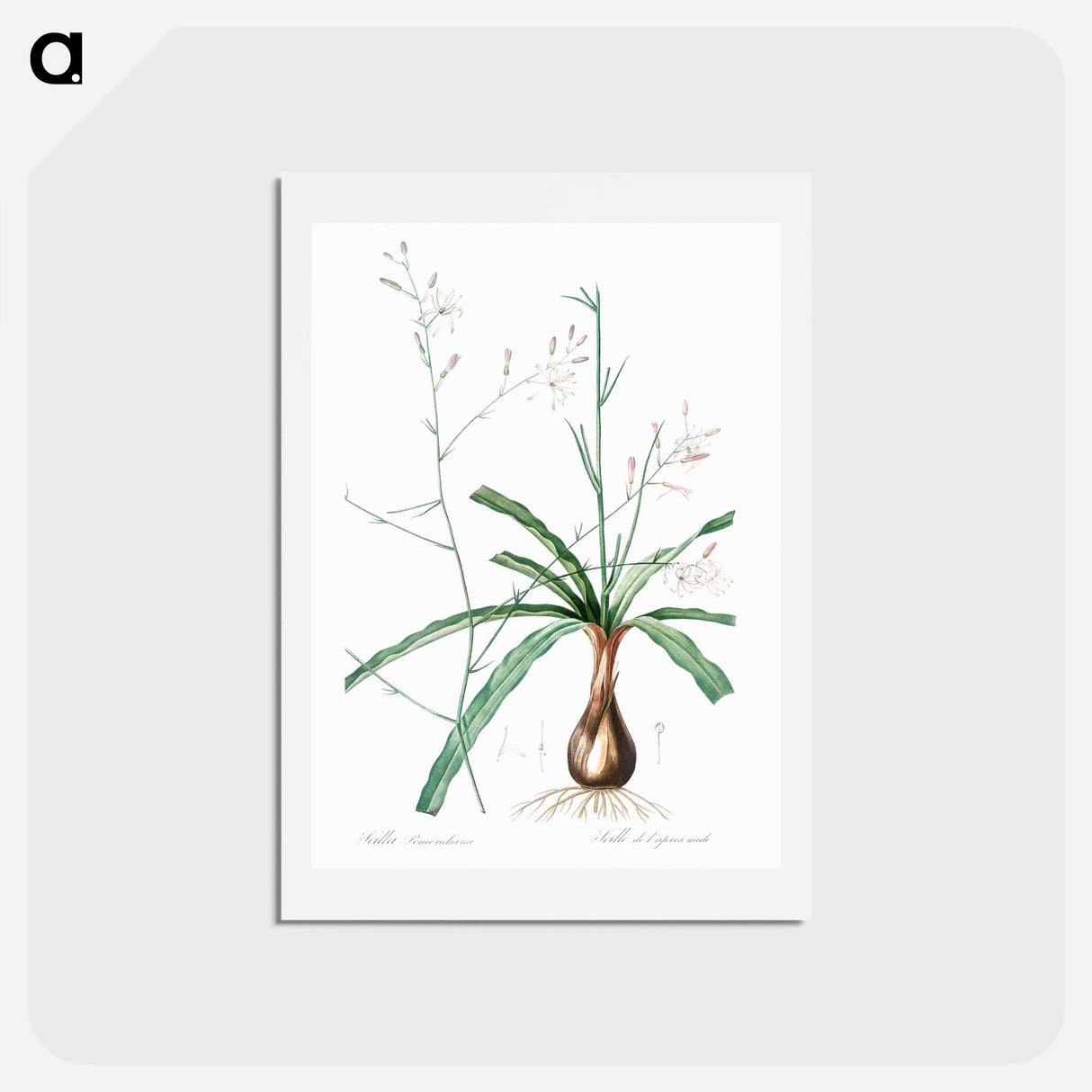 アートポストカード-Wavy-leafed soap plant illustration - ピエール ジョゼフ ルドゥーテ Postcard.