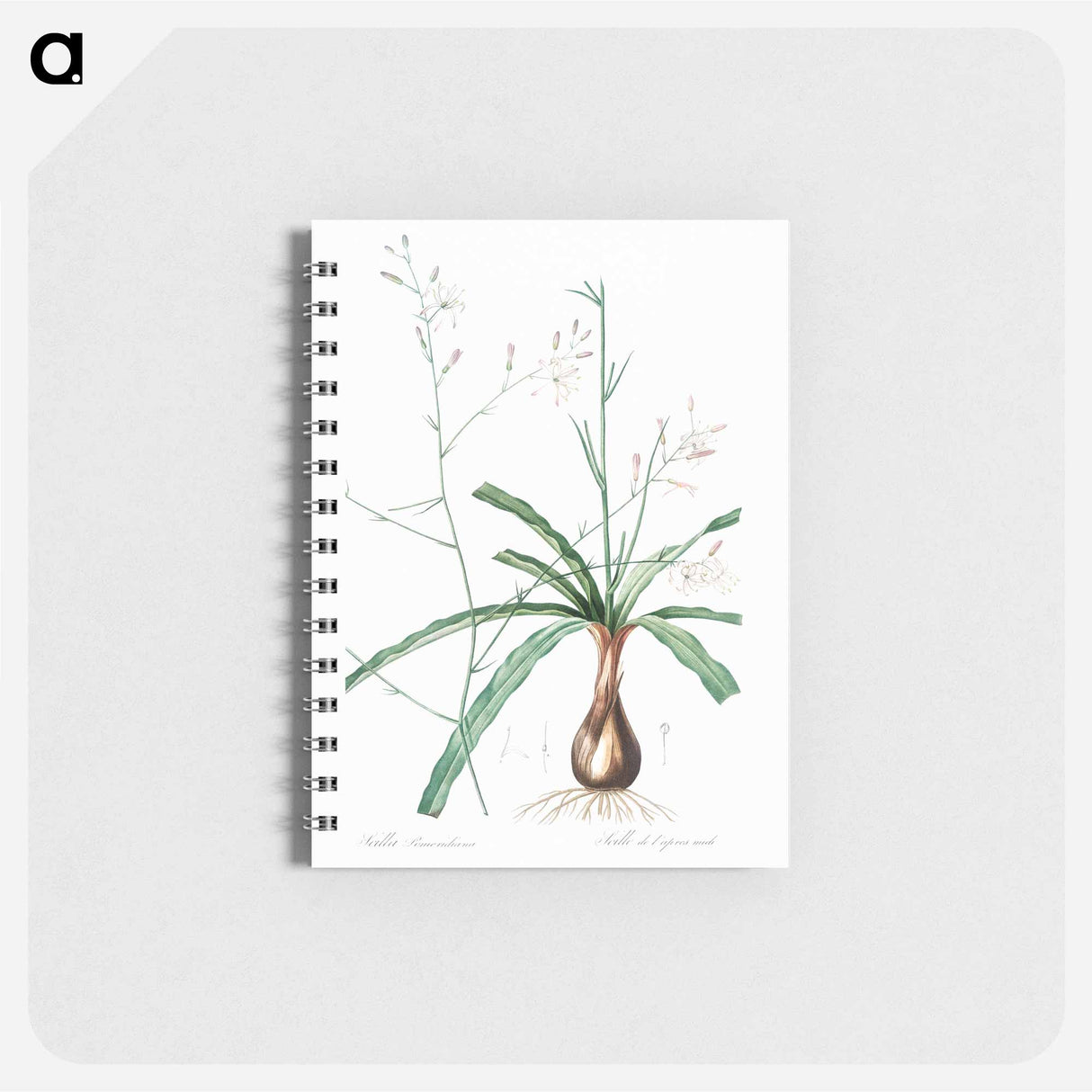 Wavy-leafed soap plant illustration - ピエール ジョゼフ ルドゥーテ Memo.