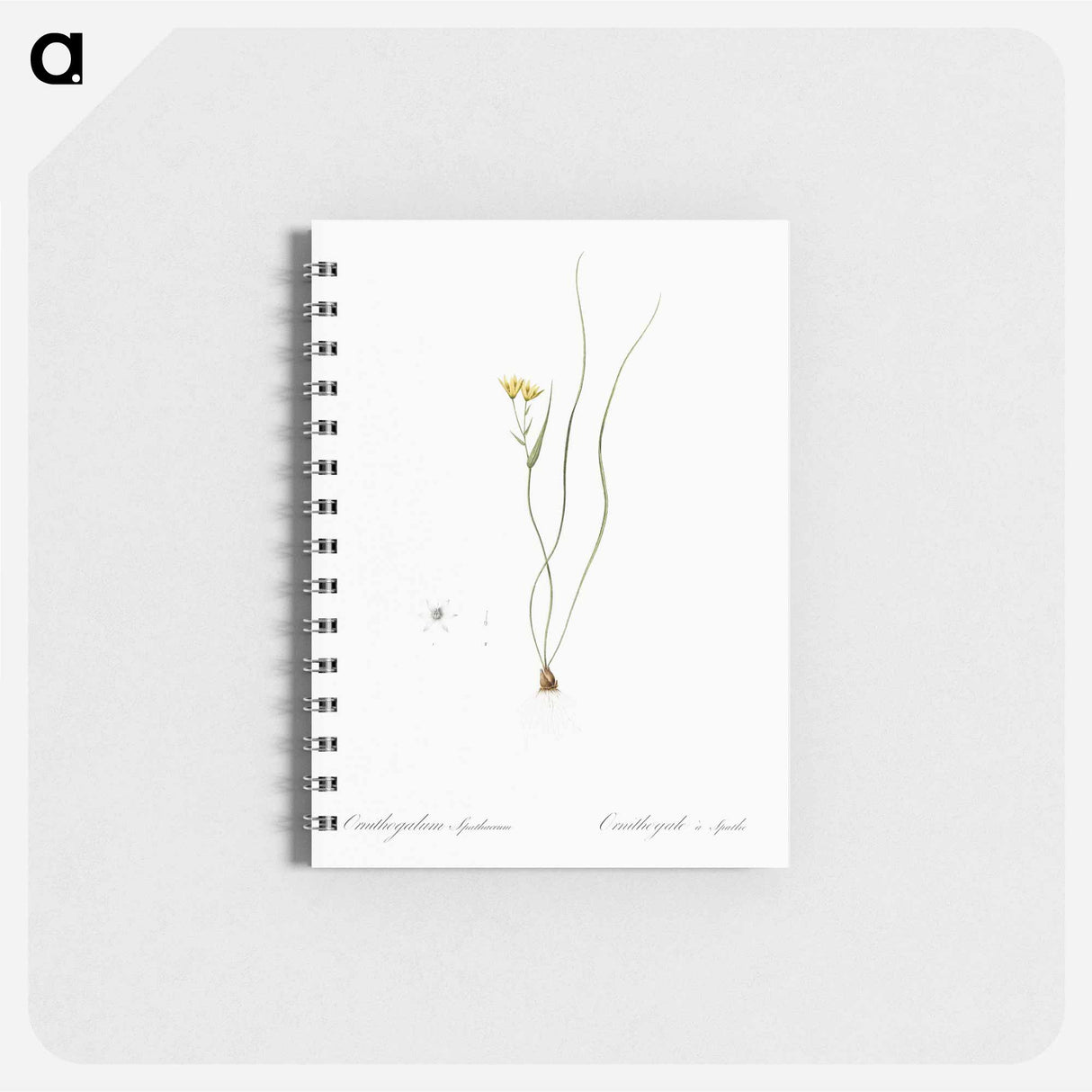 Ornithogalum spathaceum illustration - ピエール ジョゼフ ルドゥーテ Memo.