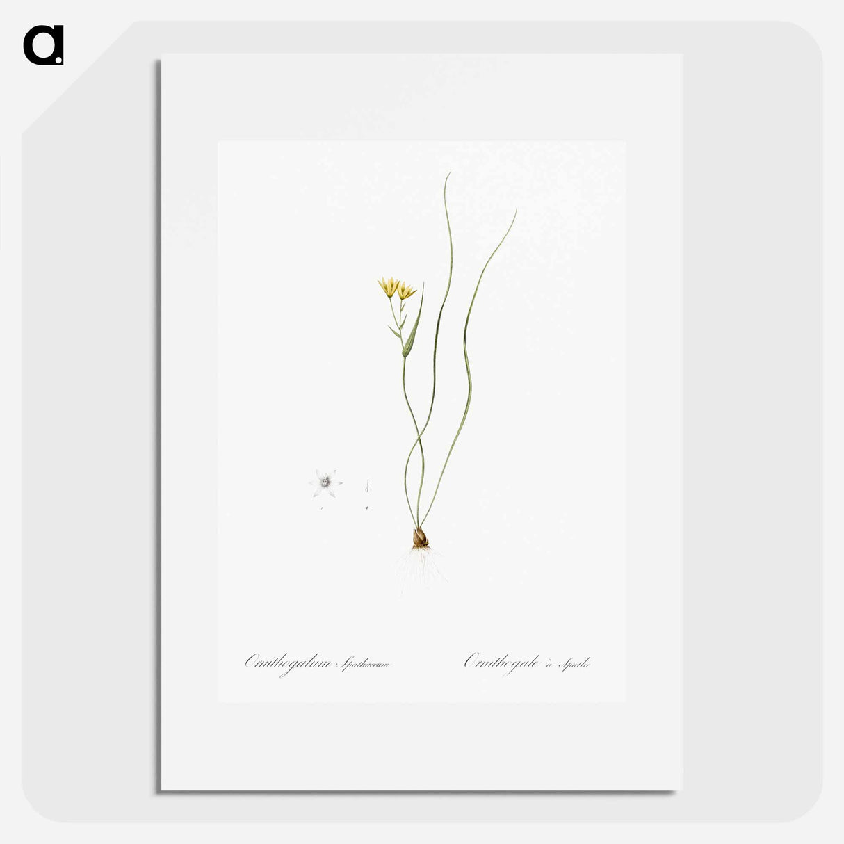 Ornithogalum spathaceum illustration - Pierre Joseph Redouté Poster.