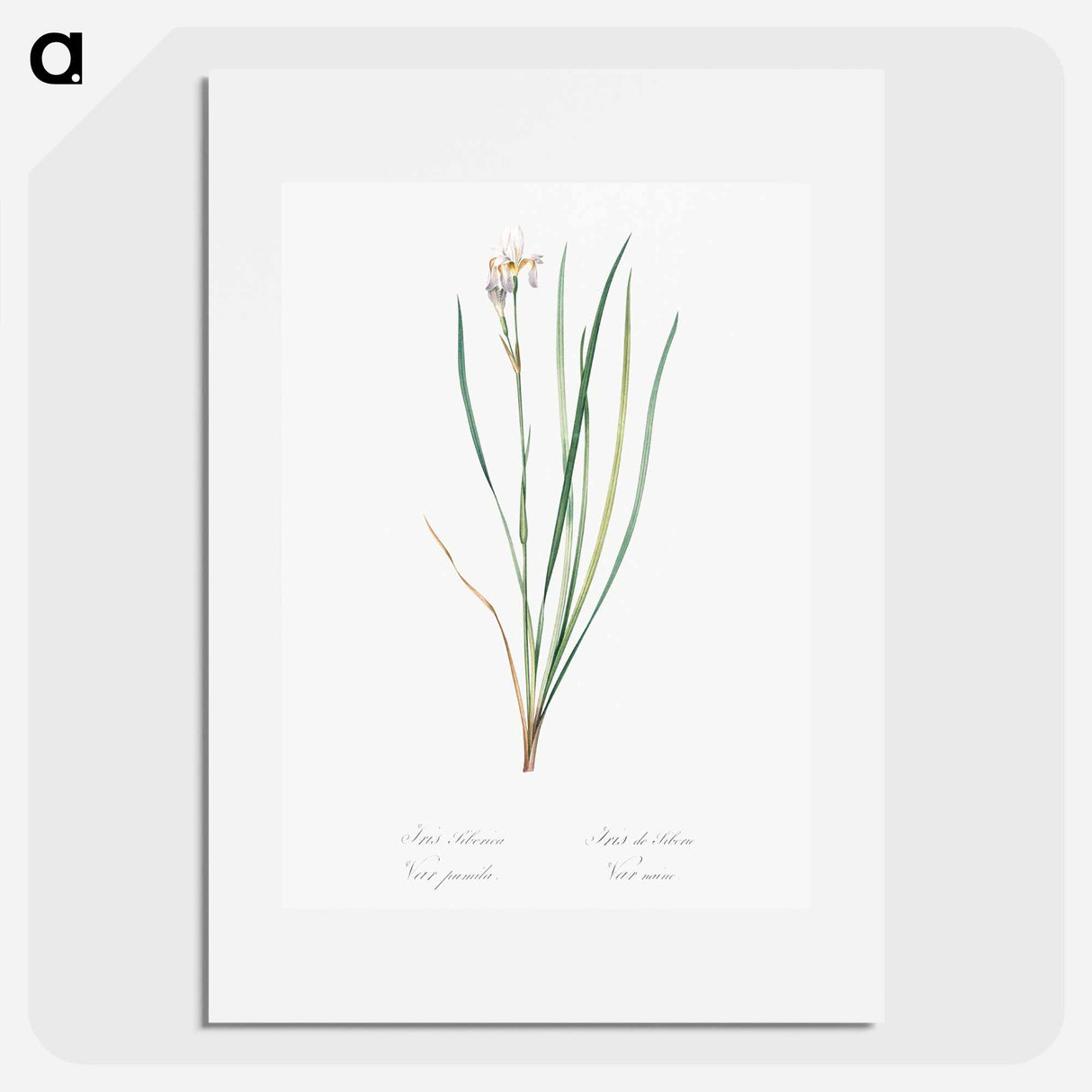 Siberian iris illustration - Pierre Joseph Redouté Poster.