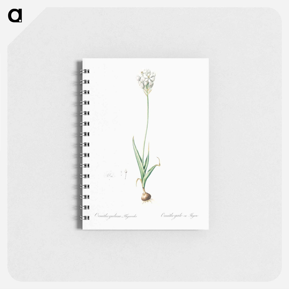 Chincherinchee illustration from Les liliacées - ピエール ジョゼフ ルドゥーテ Memo.