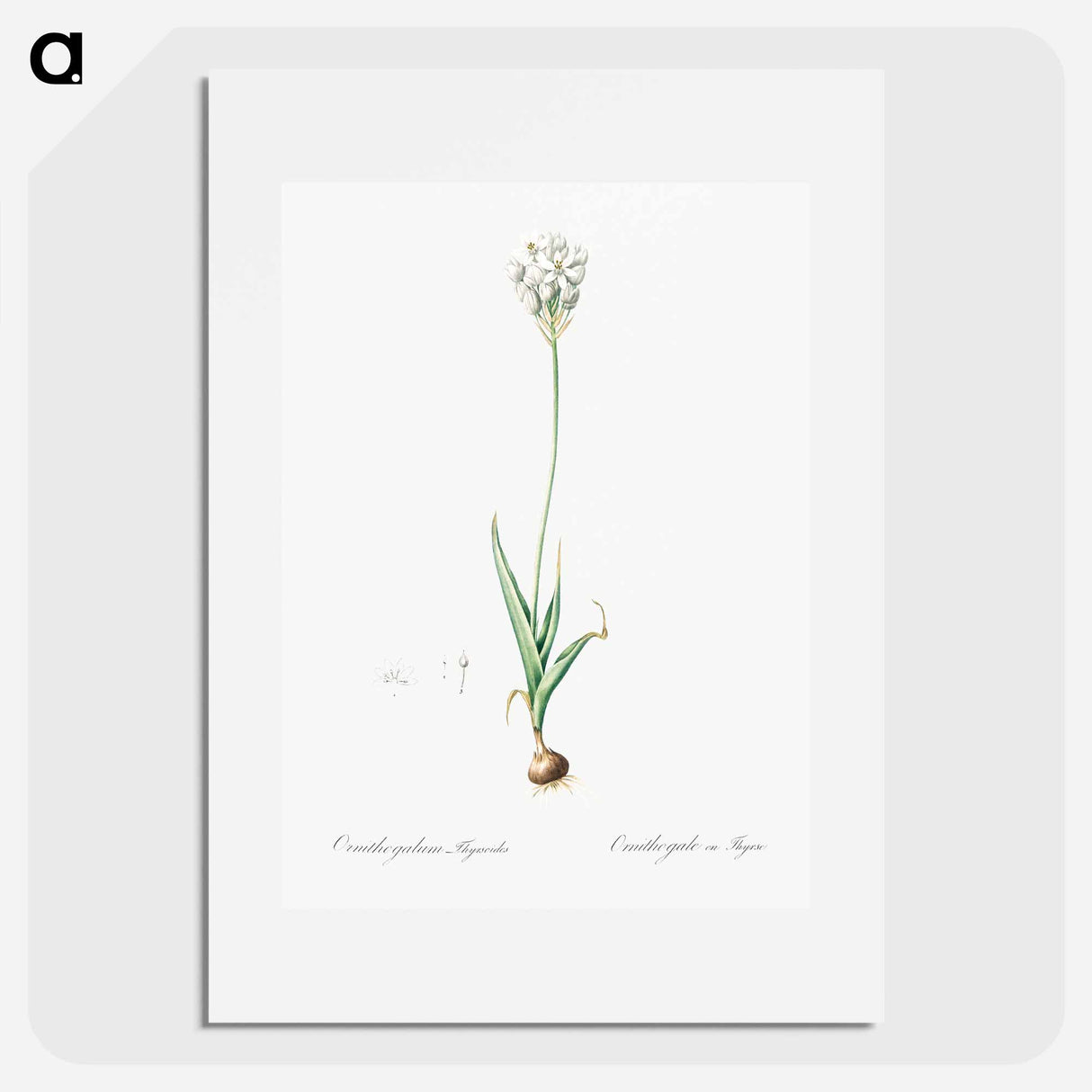 Chincherinchee illustration from Les liliacées - Pierre-Joseph Redouté Poster.