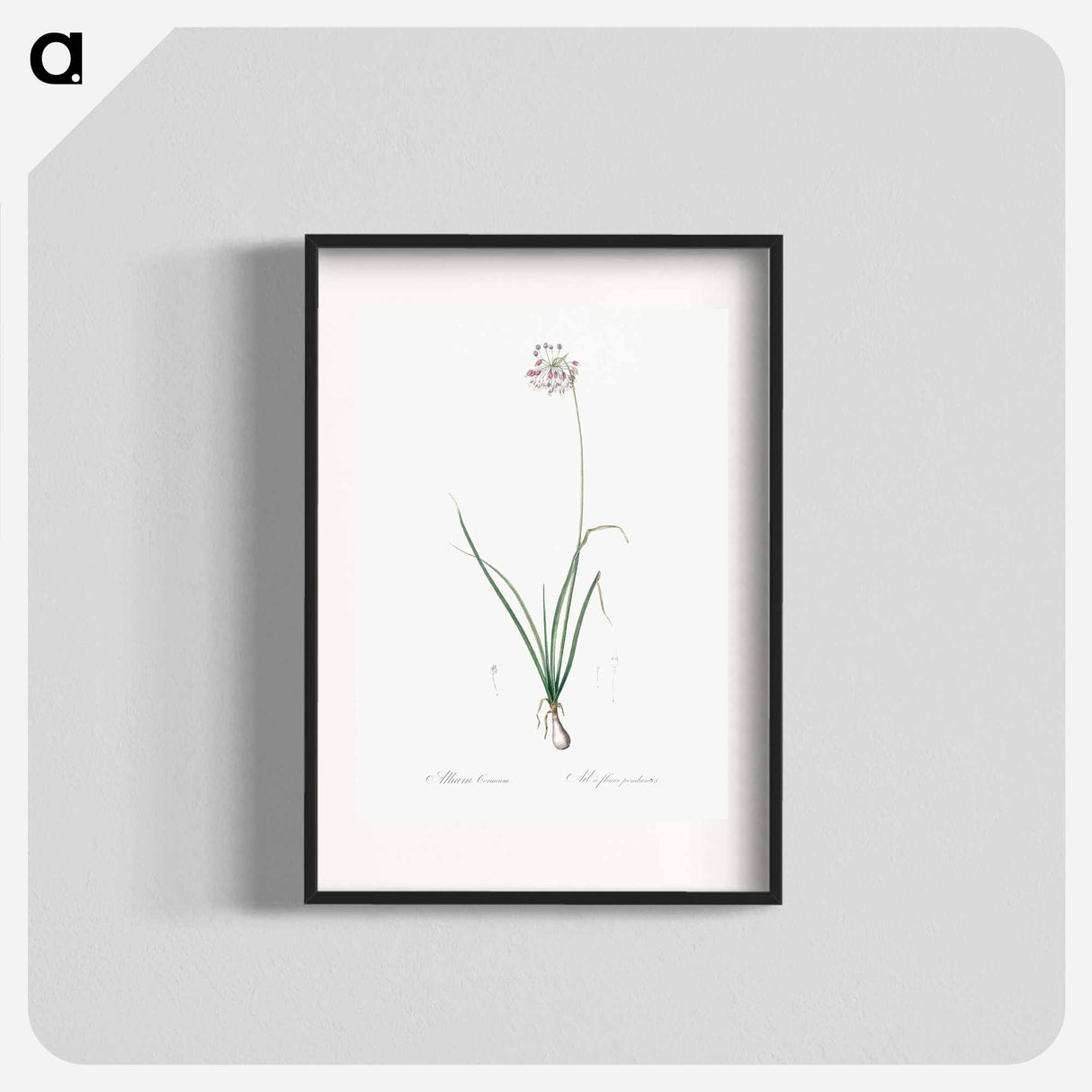 Nodding onion illustration - Pierre Joseph Redouté Poster.