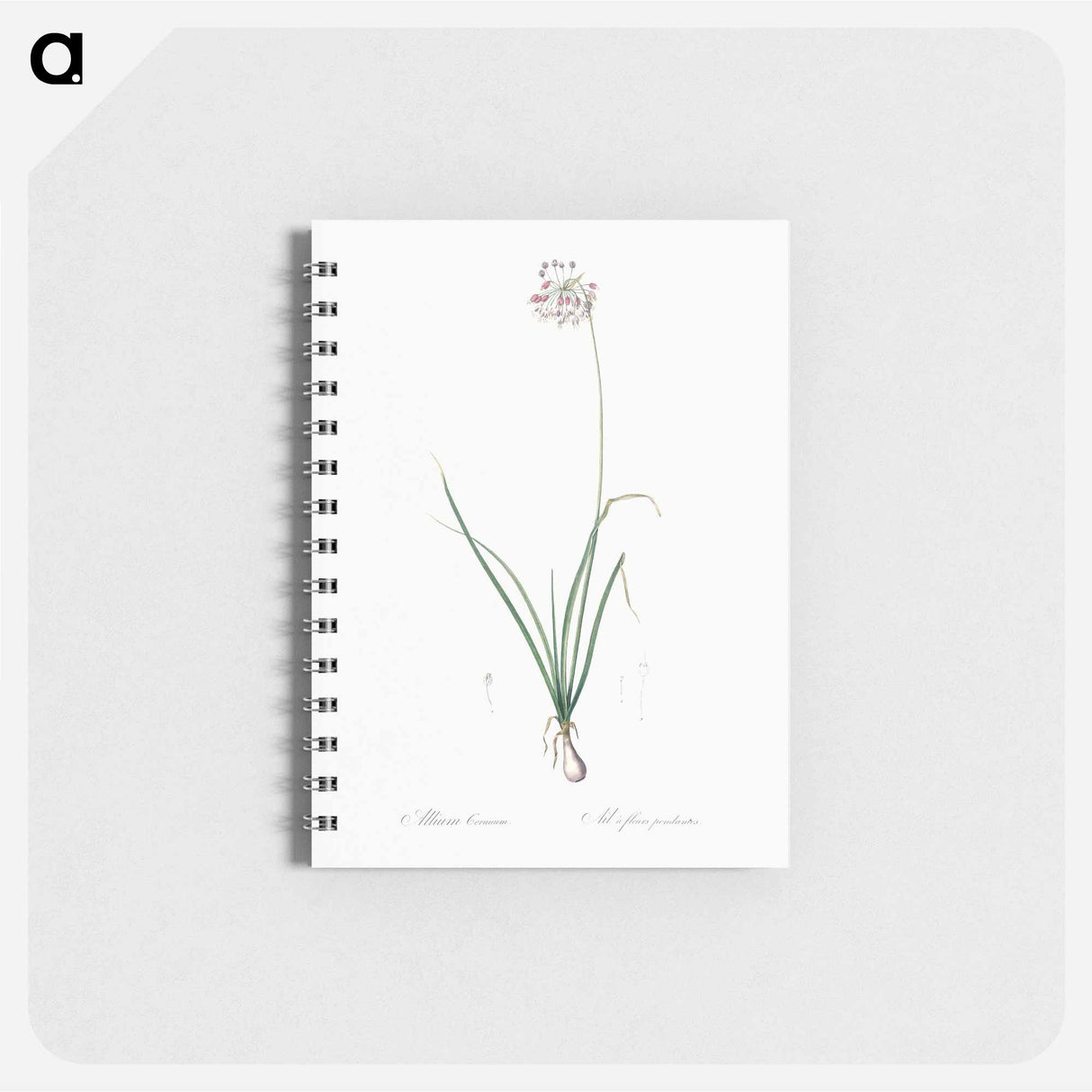 Nodding onion illustration - ピエール ジョゼフ ルドゥーテ Memo.