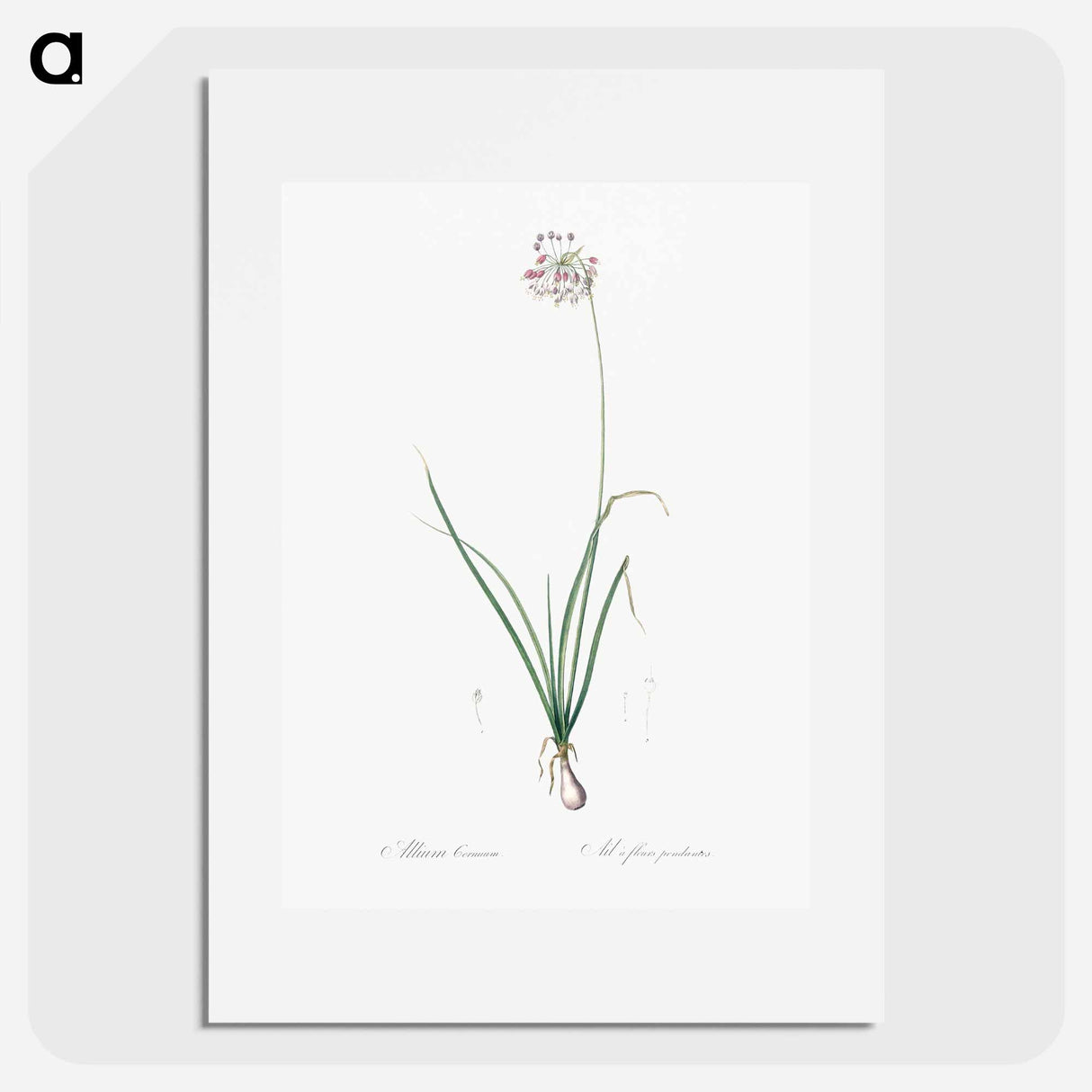 Nodding onion illustration - Pierre Joseph Redouté Poster.