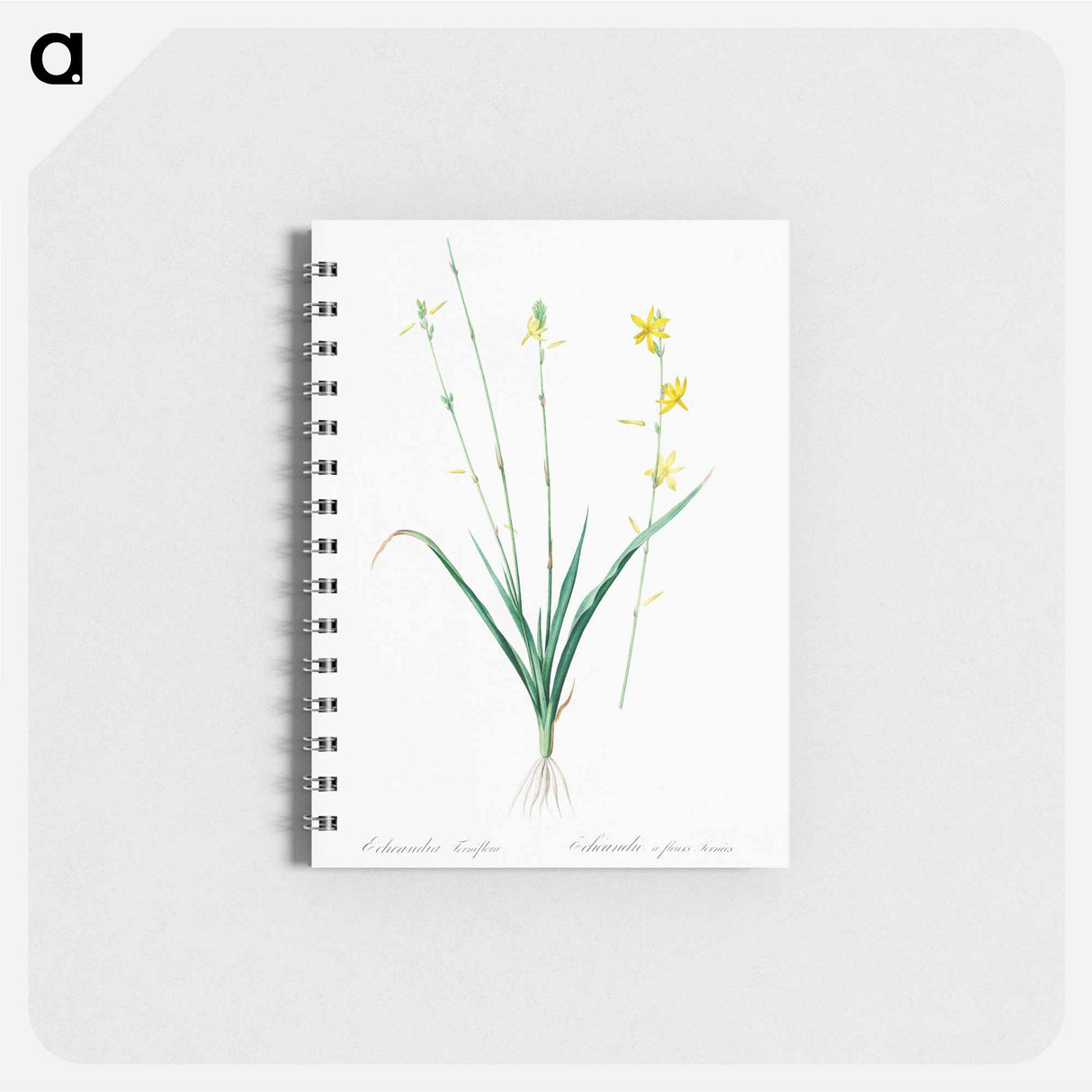 Torrey's craglily illustration - ピエール ジョゼフ ルドゥーテ Memo.