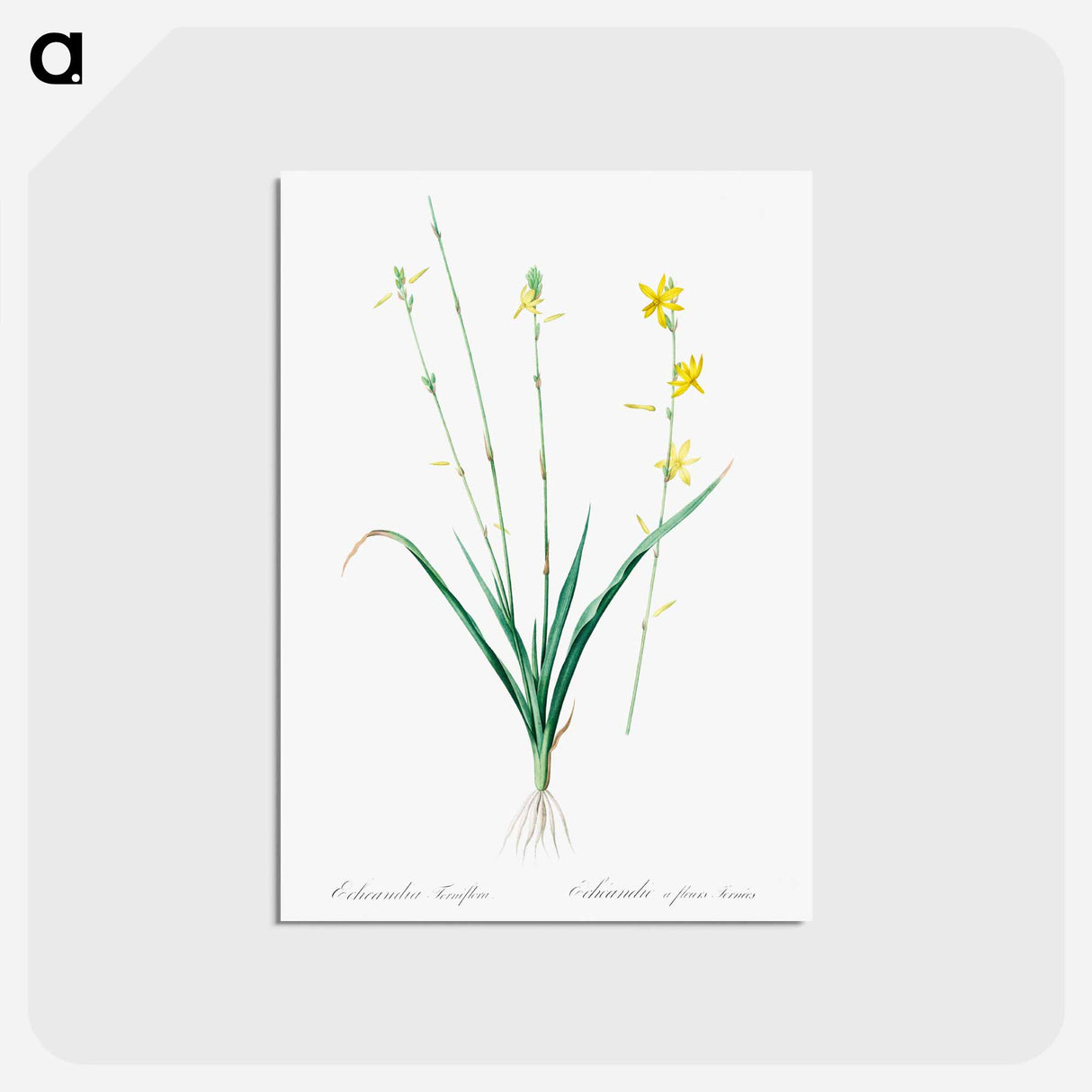 アートポストカード-Torrey's craglily illustration - ピエール ジョゼフ ルドゥーテ Postcard.