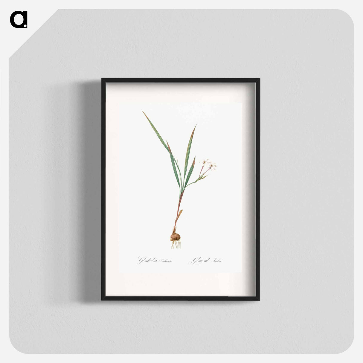 Gladiolus inclinatus illustration from Les liliacées - Pierre-Joseph Redouté Poster.