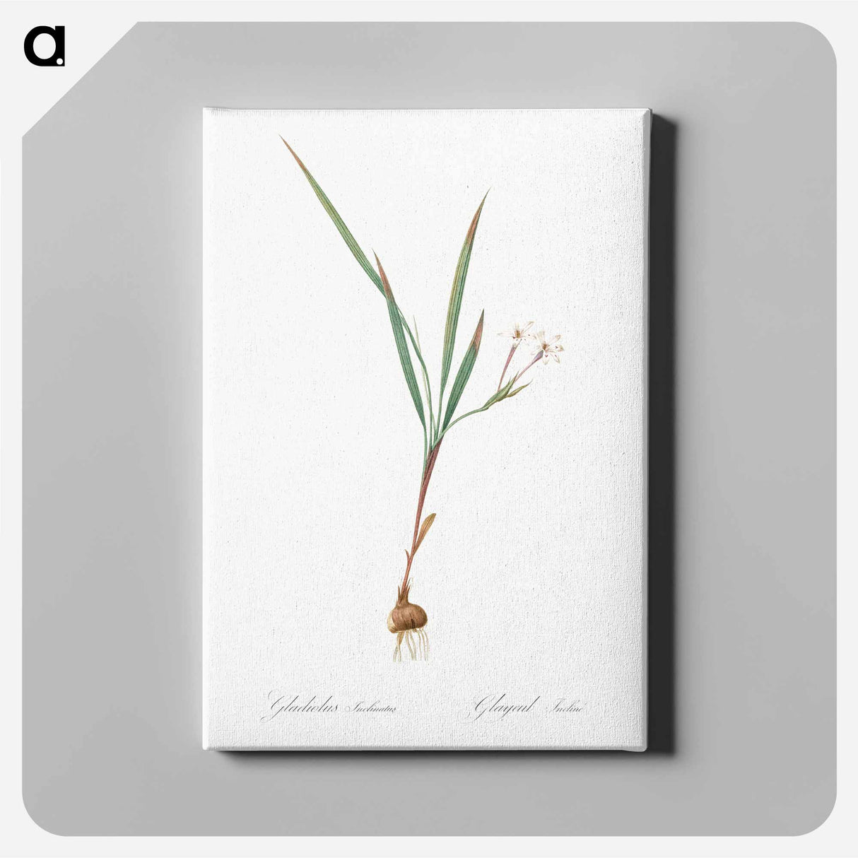アートパネル-Gladiolus inclinatus illustration from Les liliacées - ピエール ジョゼフ ルドゥーテ Canvas.