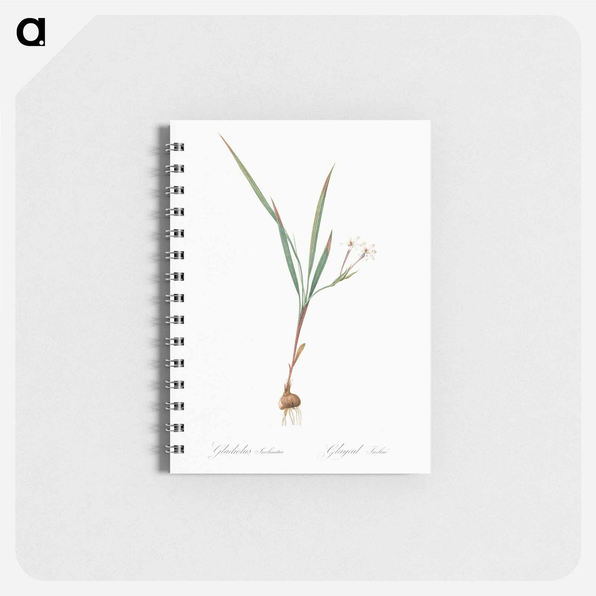 Gladiolus inclinatus illustration from Les liliacées - ピエール ジョゼフ ルドゥーテ Memo.