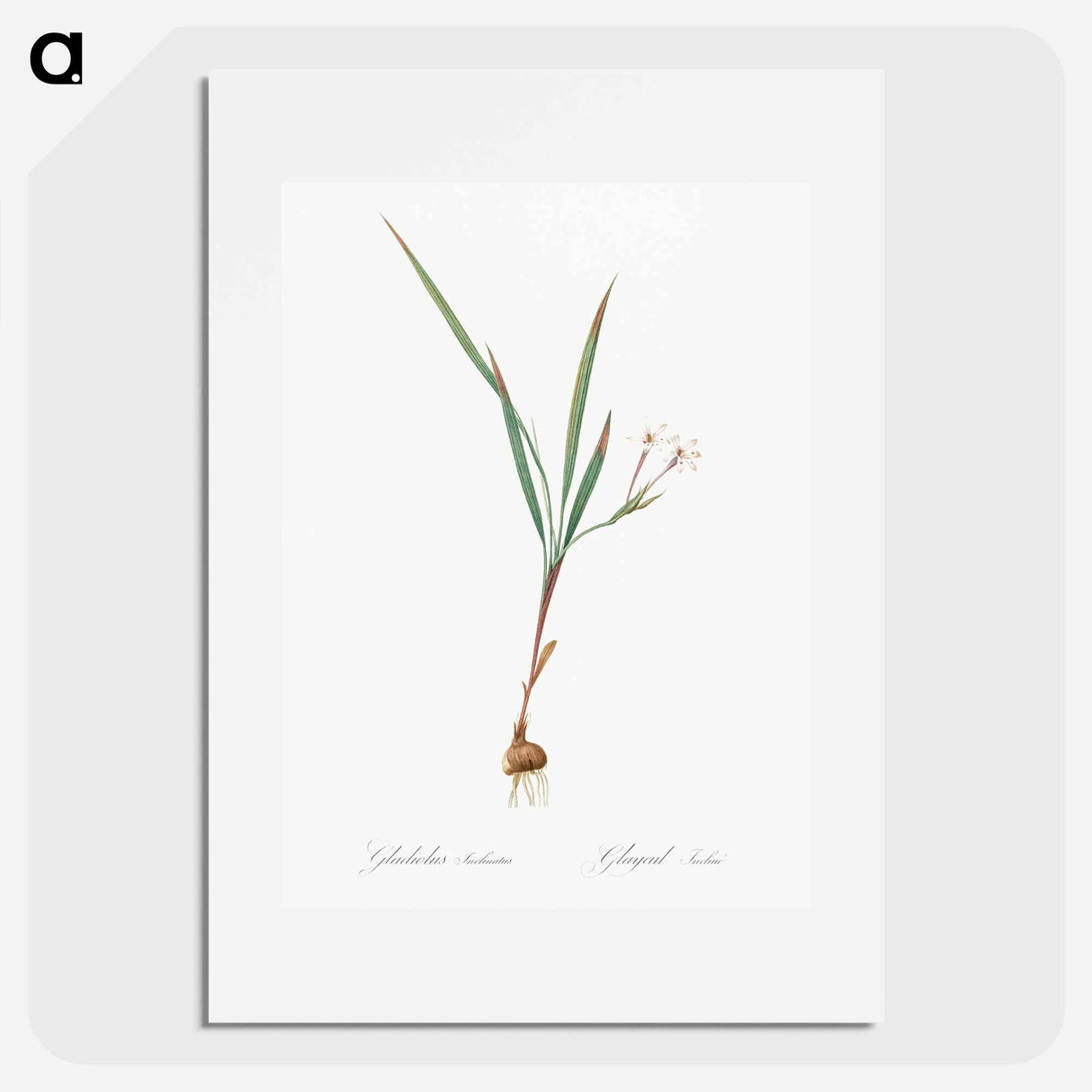 Gladiolus inclinatus illustration from Les liliacées - Pierre-Joseph Redouté Poster.