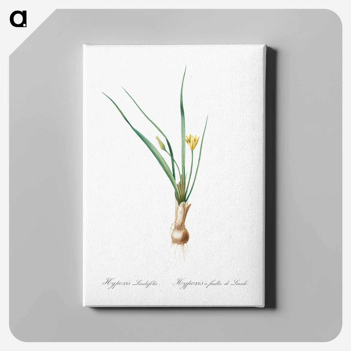 アートパネル-Weevil-wort illustration - ピエール ジョゼフ ルドゥーテ Canvas.