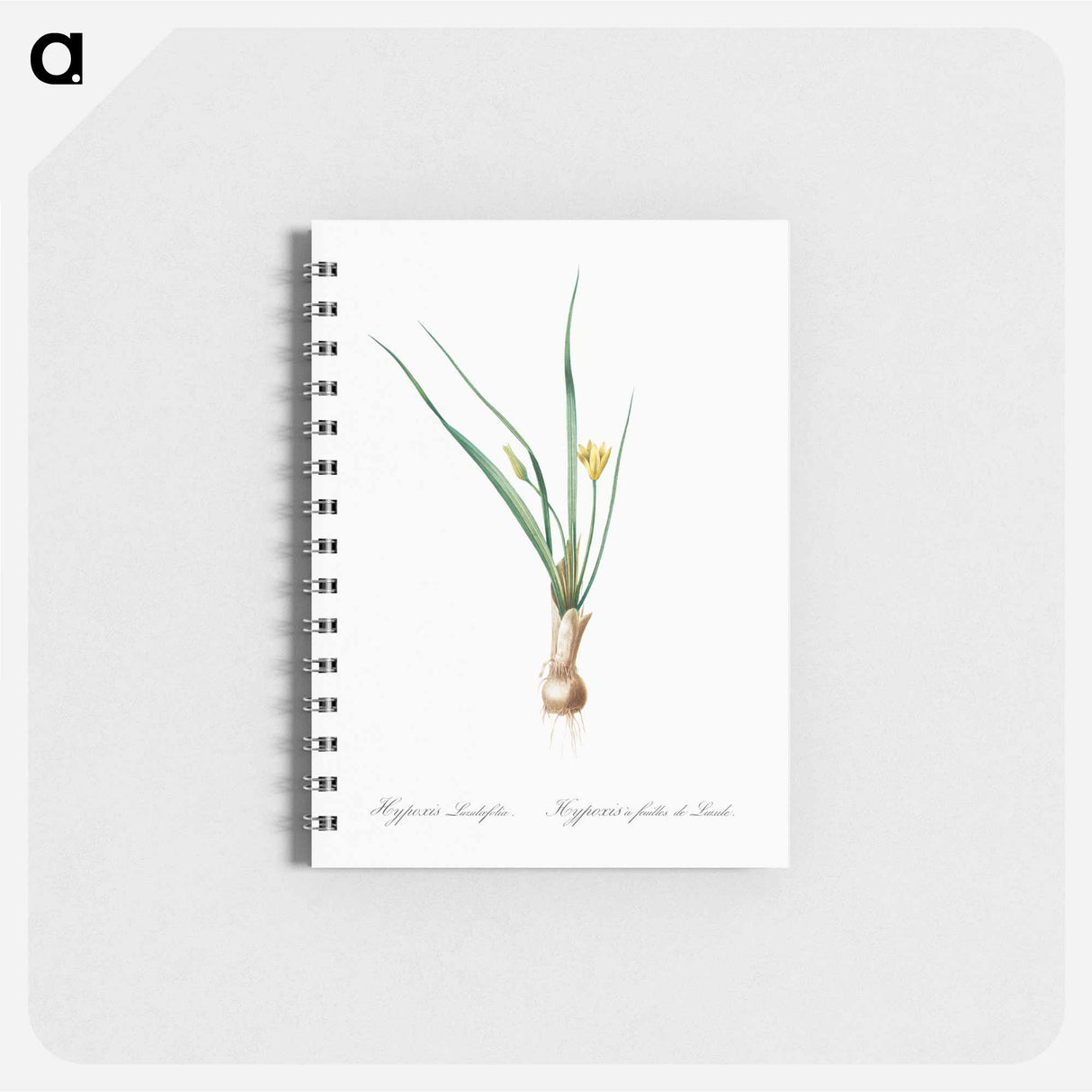 Weevil-wort illustration - ピエール ジョゼフ ルドゥーテ Memo.