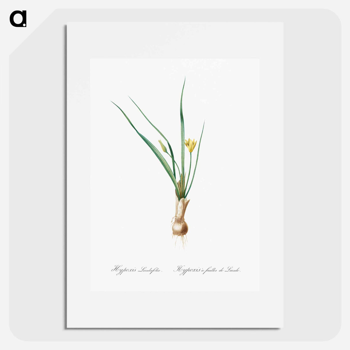 Weevil-wort illustration - Pierre Joseph Redouté Poster.