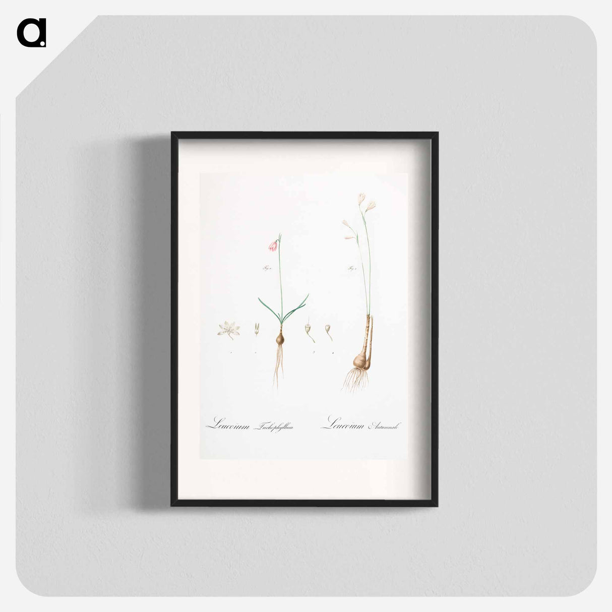 Leucoium trichophyllum illustration - Pierre Joseph Redouté Poster.