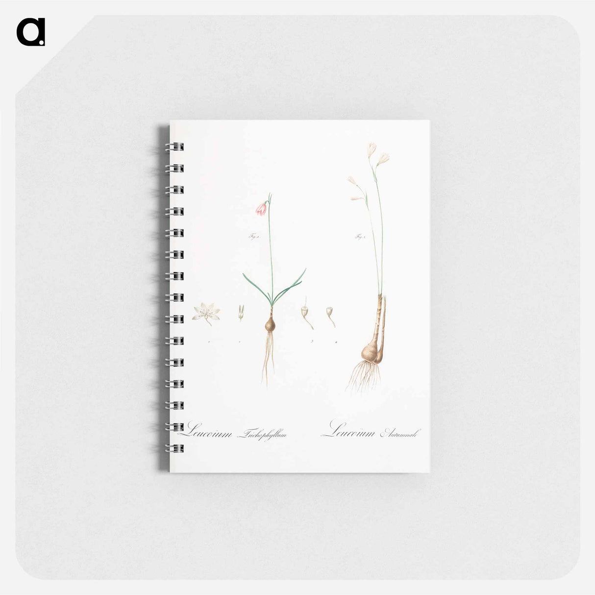 Leucoium trichophyllum illustration - ピエール ジョゼフ ルドゥーテ Memo.