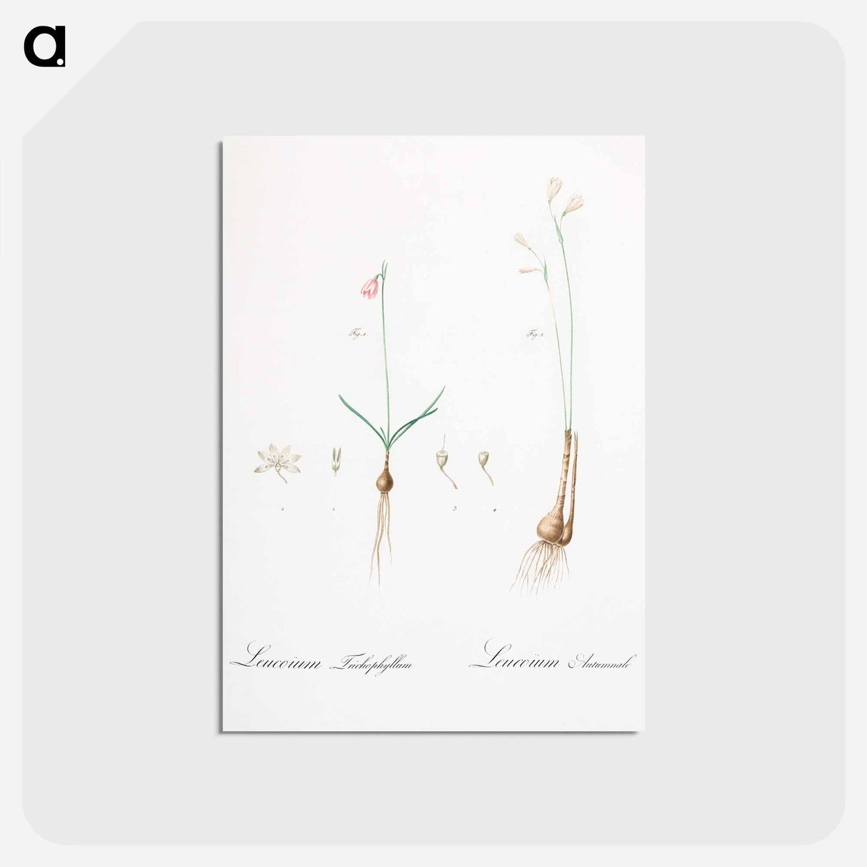 アートポストカード-Leucoium trichophyllum illustration - ピエール ジョゼフ ルドゥーテ Postcard.