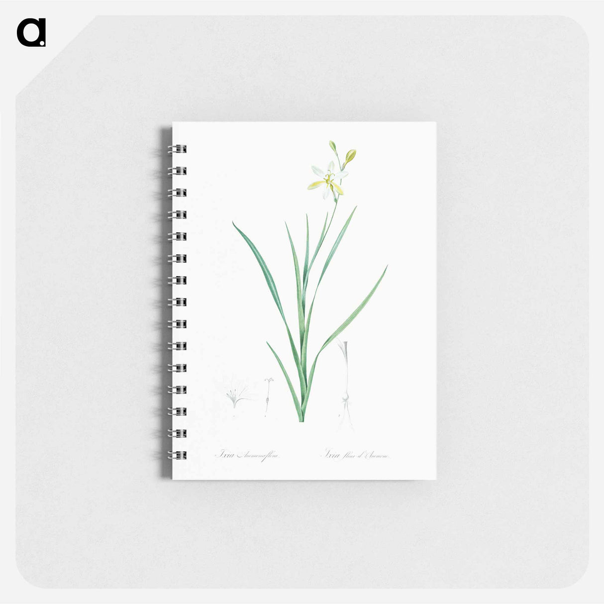 Ixia anemonae flora illustration - ピエール ジョゼフ ルドゥーテ Memo.