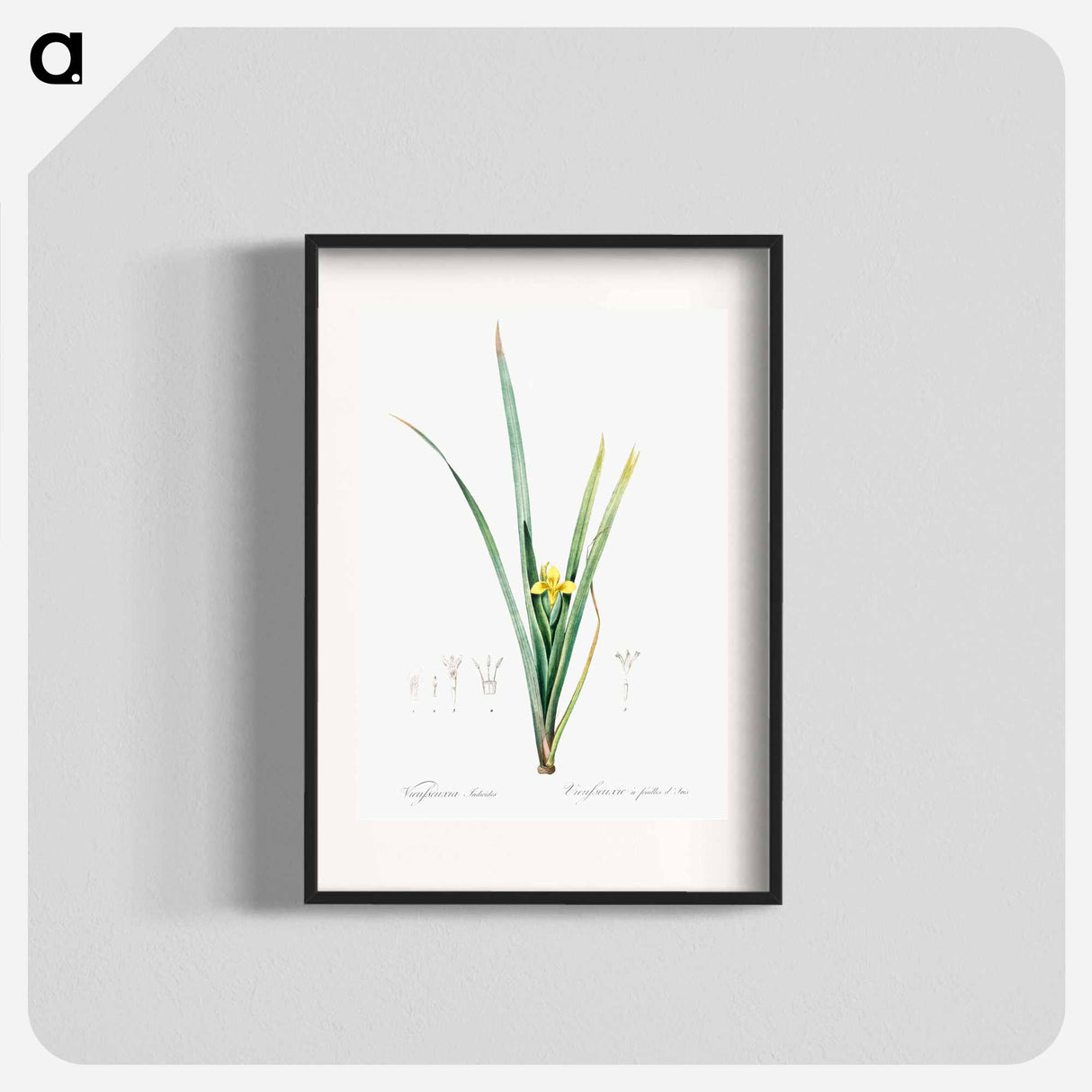 Yellow iris illustration - Pierre Joseph Redouté Poster.