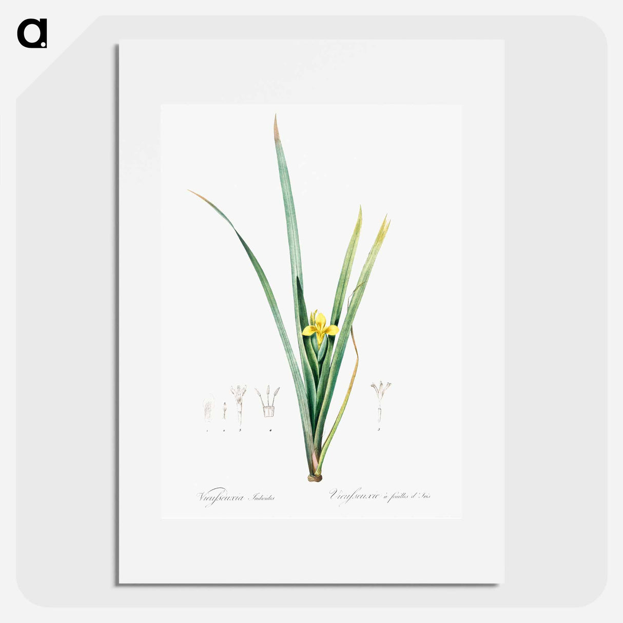 Yellow iris illustration - Pierre Joseph Redouté Poster.