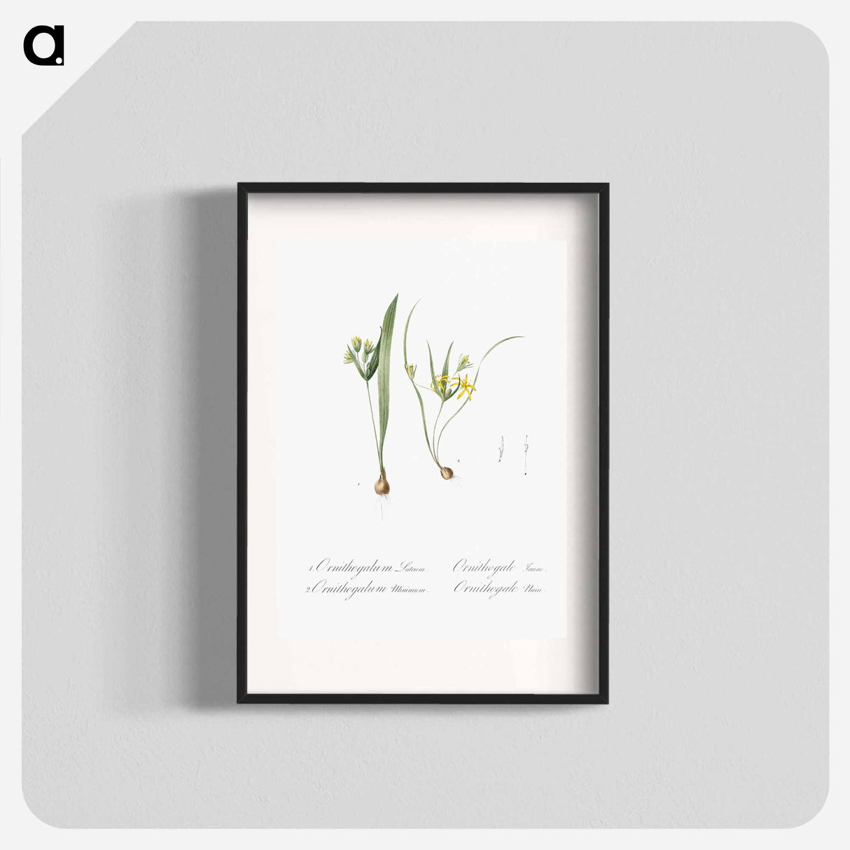 Yellow star of bethlehem - Pierre Joseph Redouté Poster.