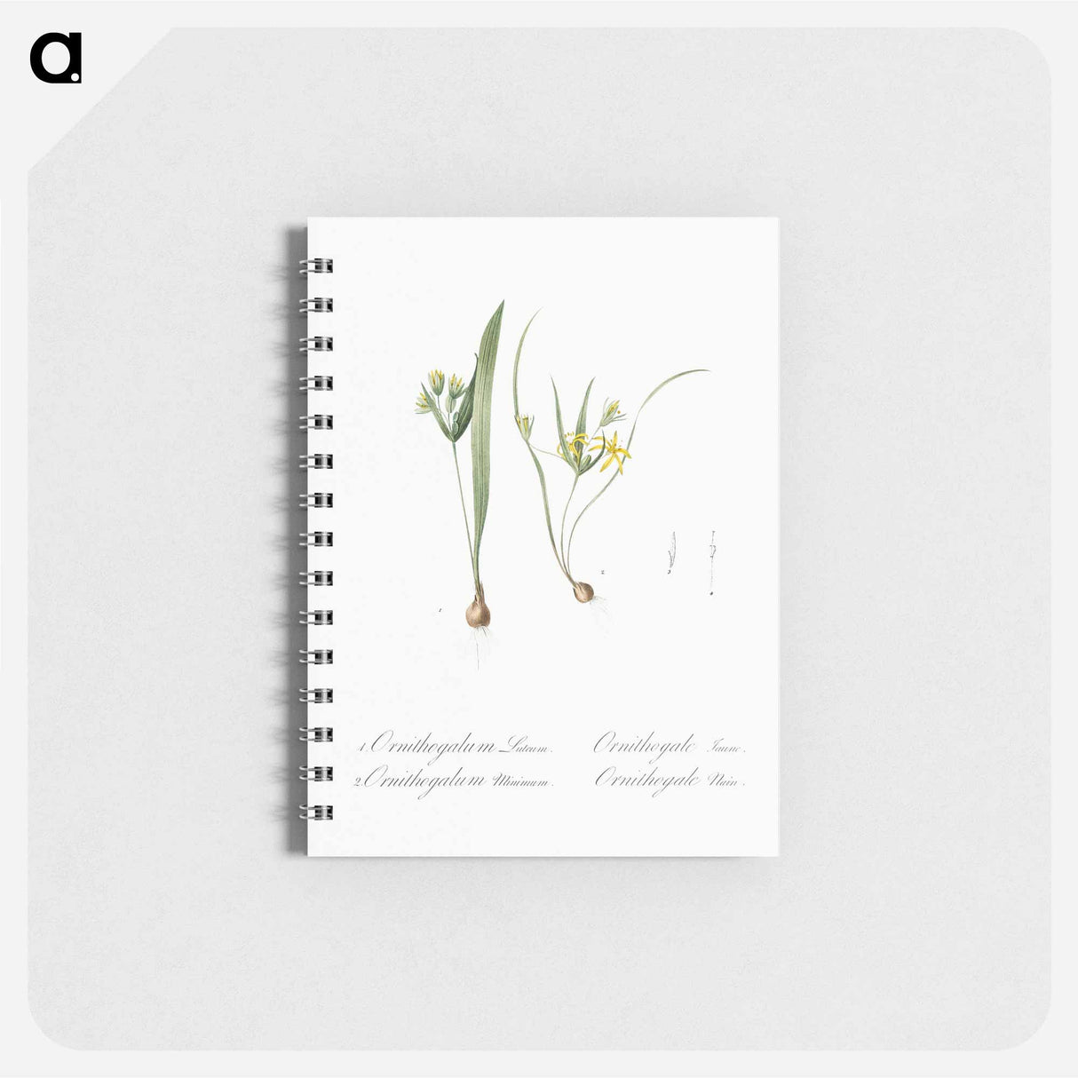 Yellow star-of-bethlehem - ピエール ジョゼフ ルドゥーテ Memo.