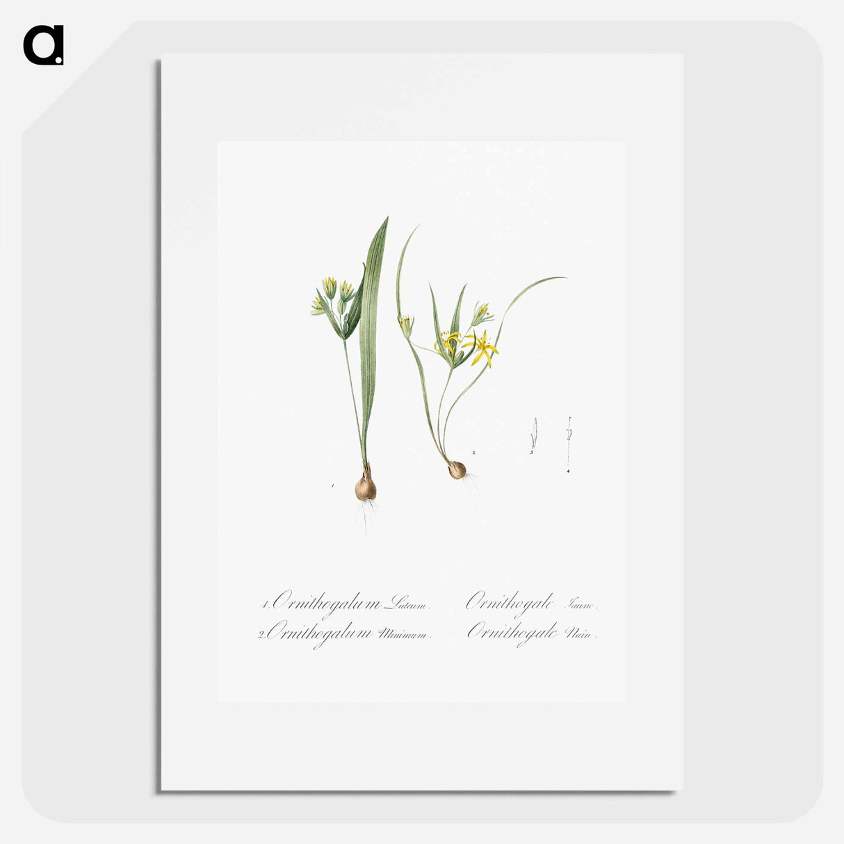 Yellow star of bethlehem - Pierre Joseph Redouté Poster.