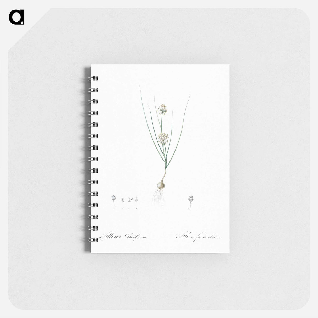 Allium obtusiflorum illustration - ピエール ジョゼフ ルドゥーテ Memo.