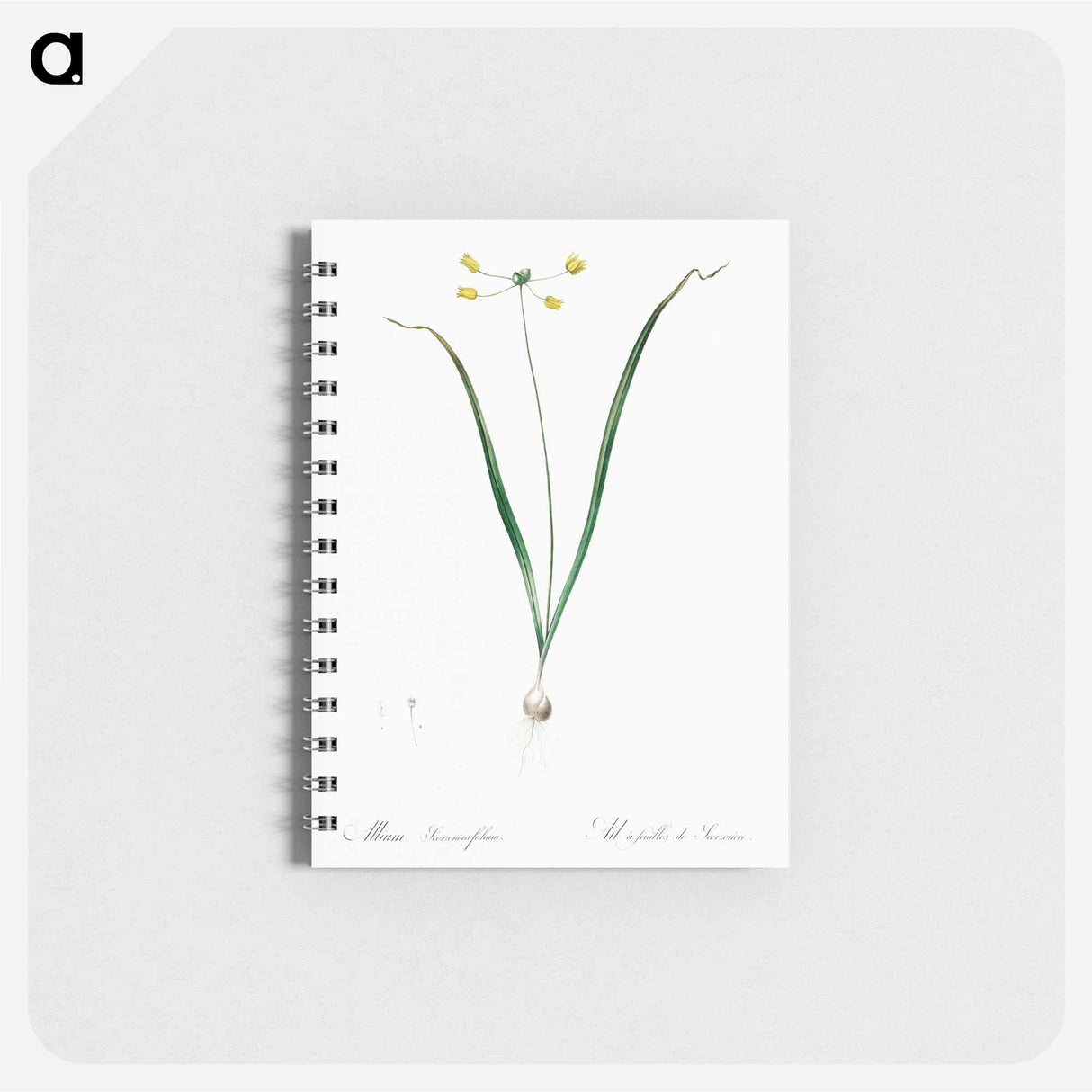 アートメモ帳-Allium scorzonera folium illustration - ピエール ジョゼフ ルドゥーテ Memo.
