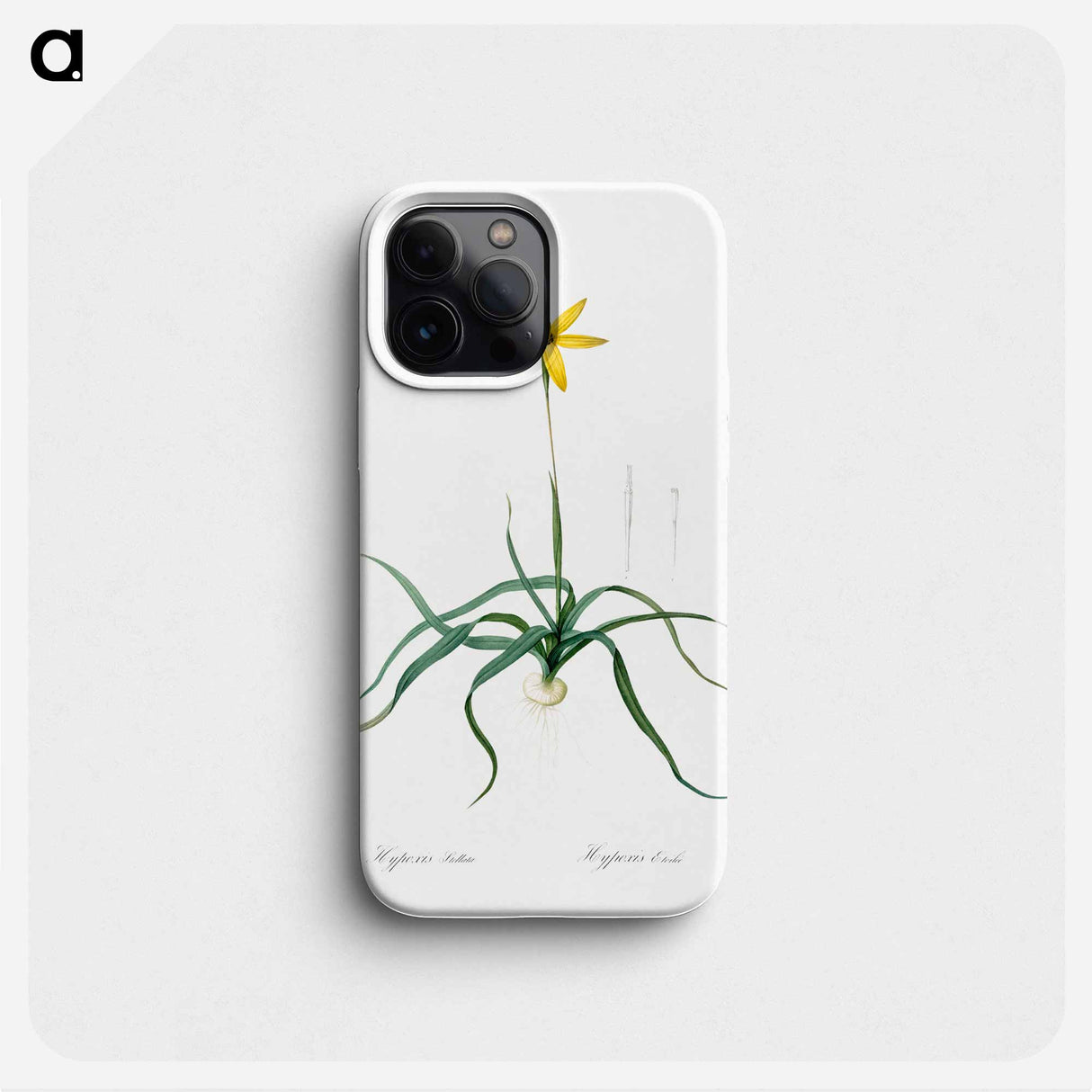 Hypoxis stellata illustration - Pierre Joseph Redouté Phone Case.