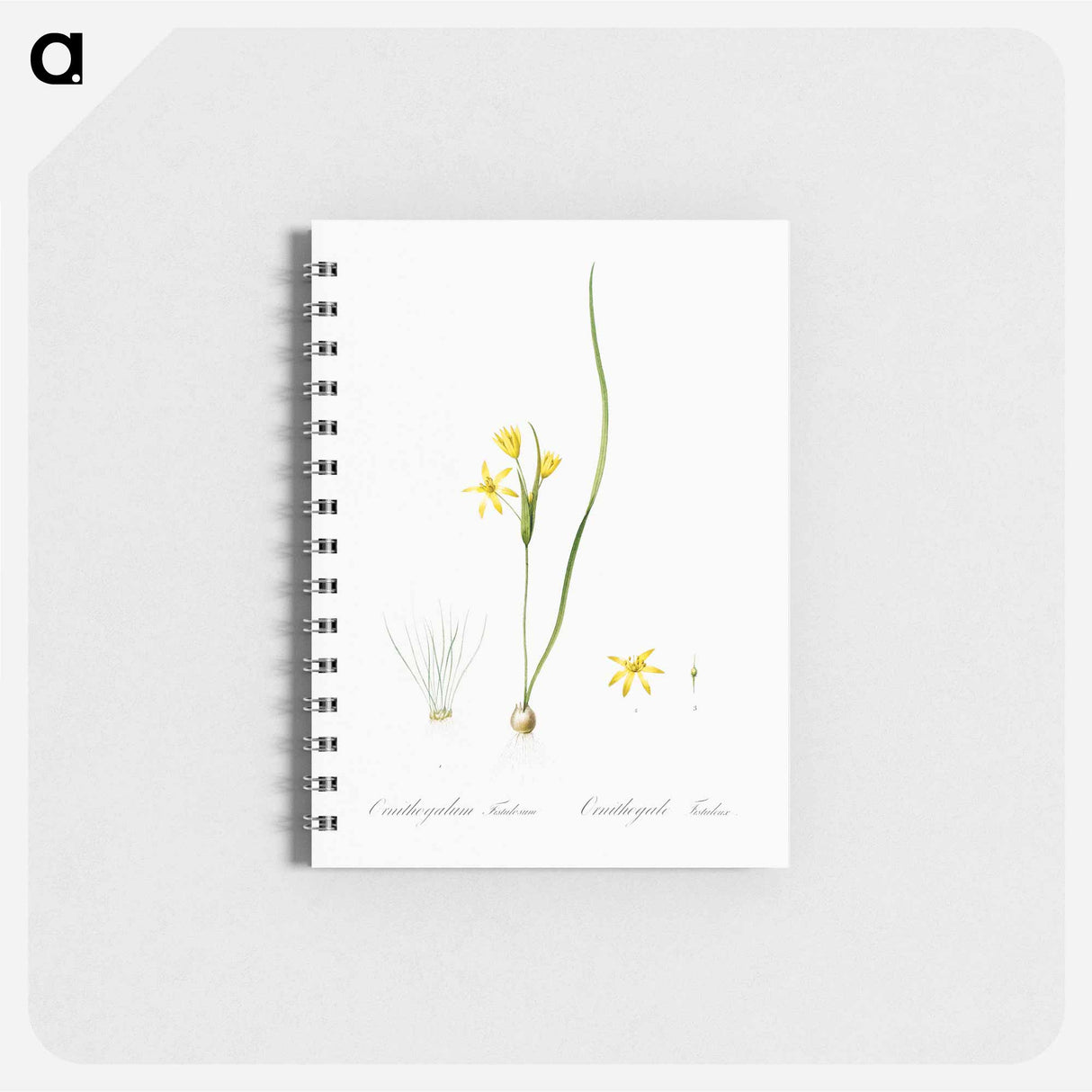 Wonder flower illustration - ピエール ジョゼフ ルドゥーテ Memo.