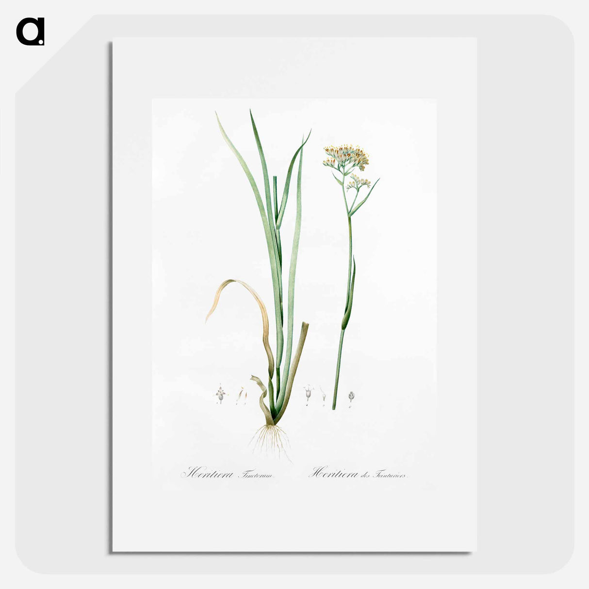 Carolina redroot illustration - Pierre Joseph Redouté Poster.