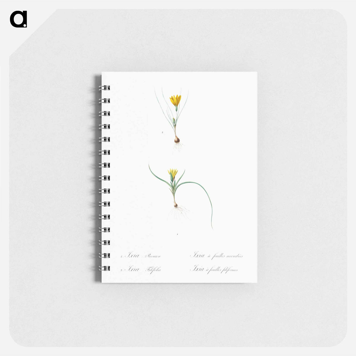 Ixia recurva 2. Ixia filifolia illustration from Les liliacées - ピエール ジョゼフ ルドゥーテ Memo.