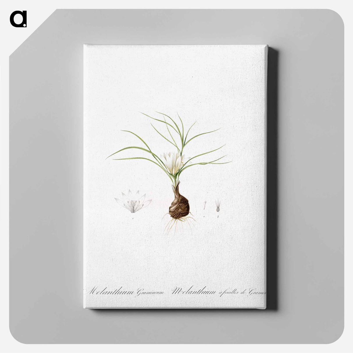 アートパネル-Melanthium gramineum illustration - ピエール ジョゼフ ルドゥーテ Canvas.