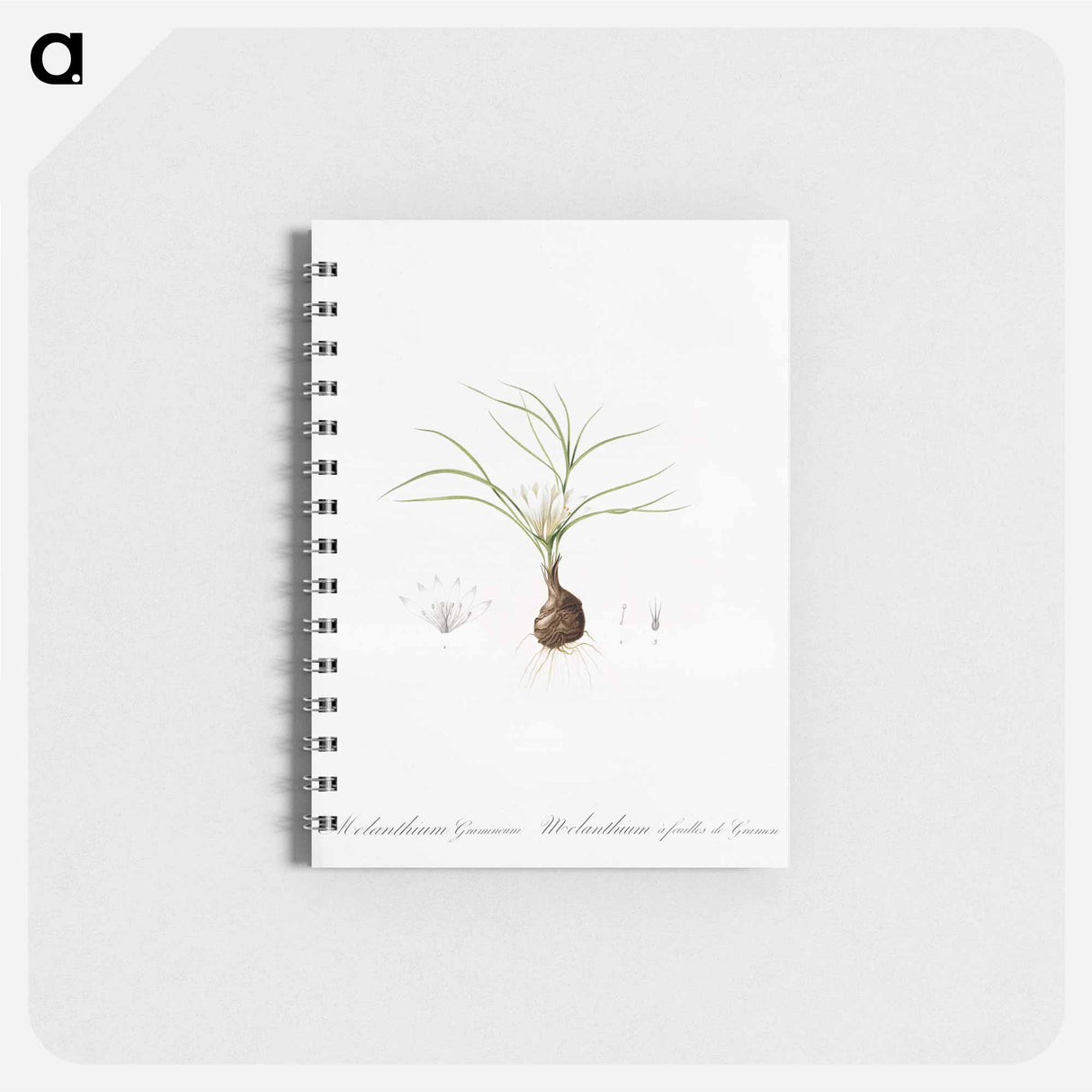 Melanthium gramineum illustration - ピエール ジョゼフ ルドゥーテ Memo.